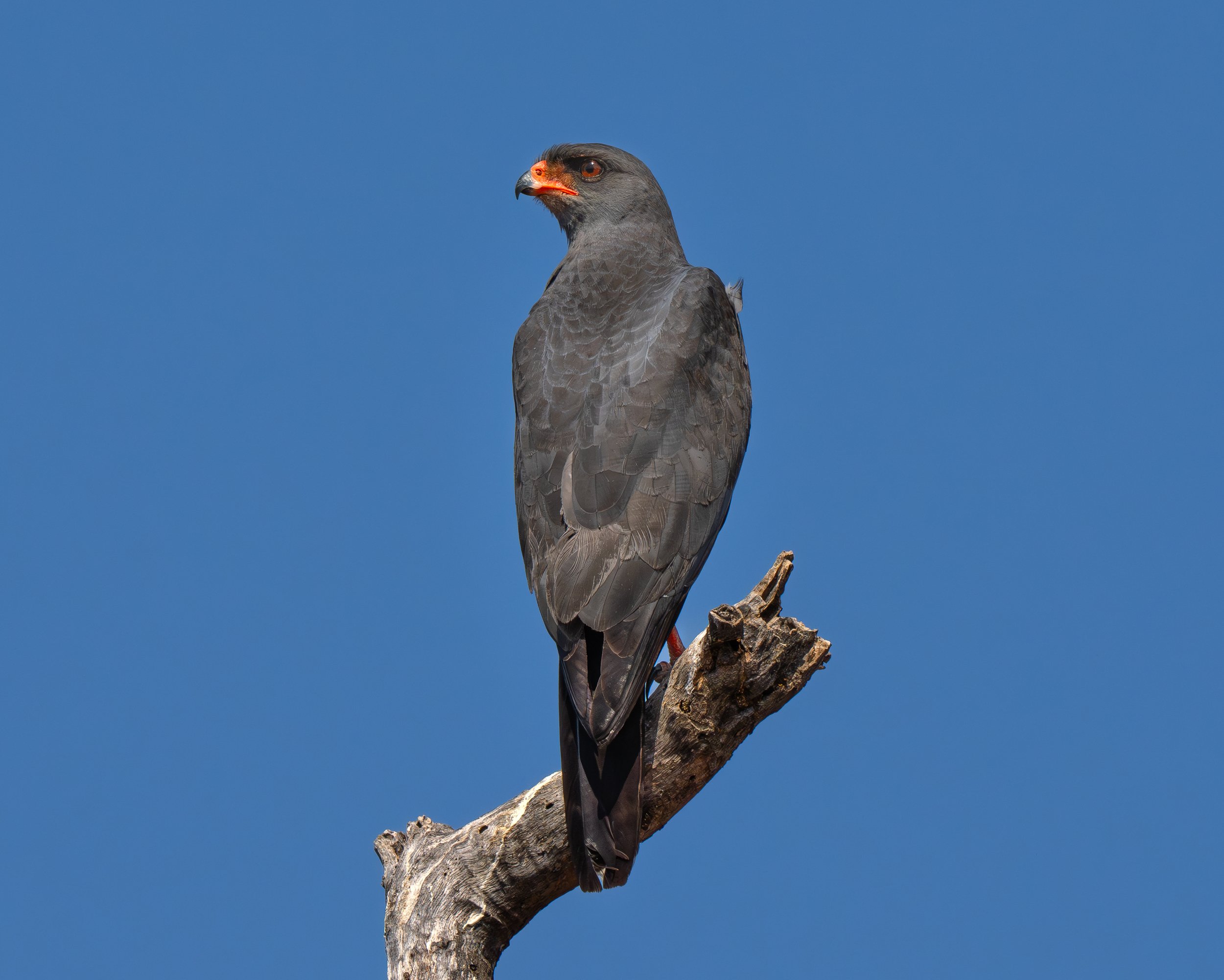 A bird of prey, possibly a hawk or eagle, perched on a tree branch against a clear blue sky.