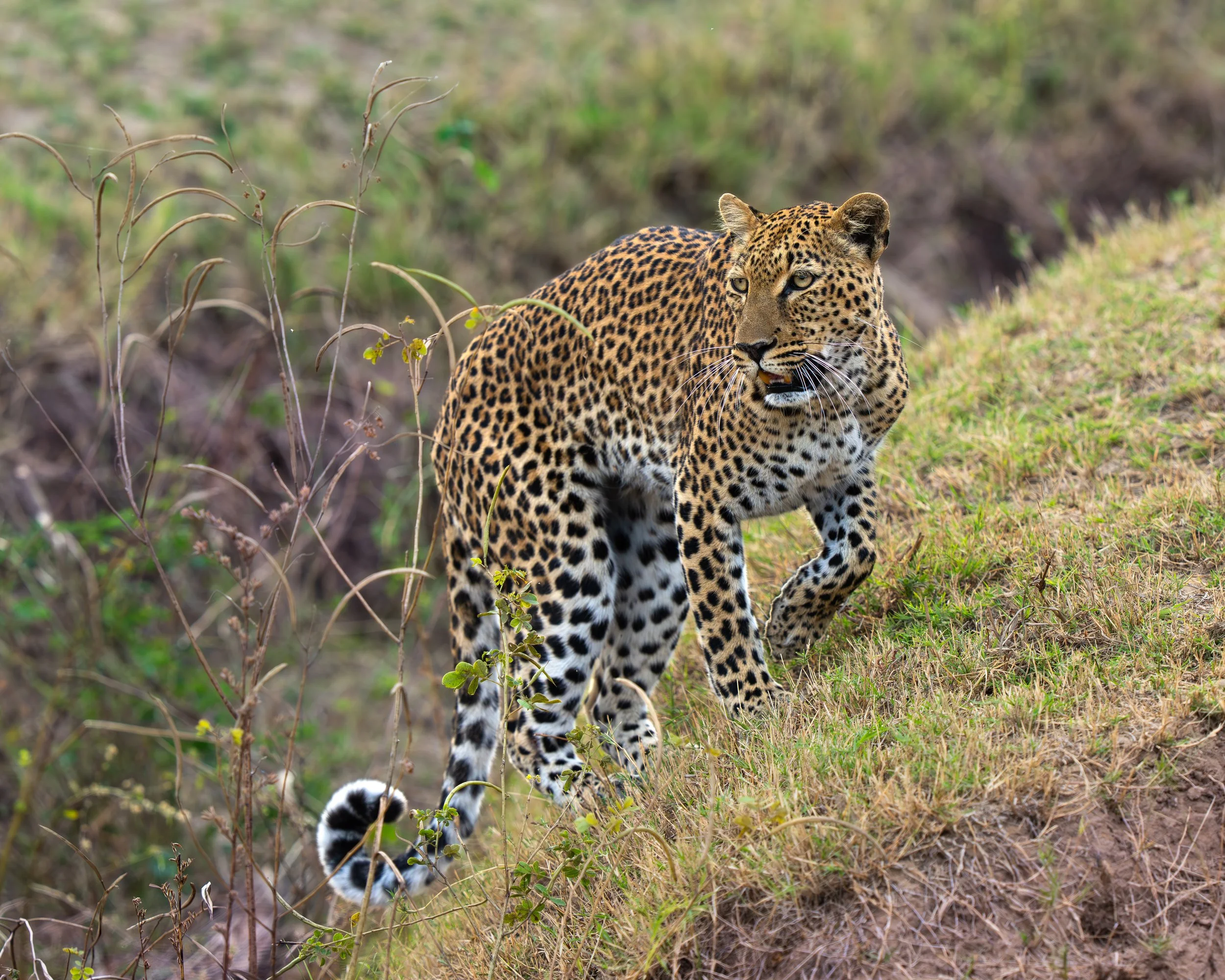 A leopard walking on grass with a background of green and brown vegetation. Safari in South Luangwa national park with Wild Selection Tours.