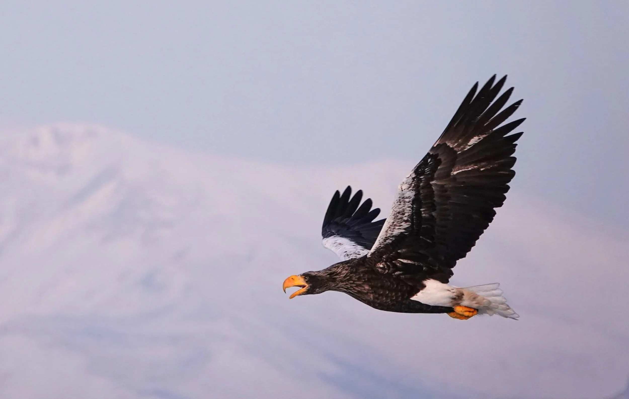 Steller's sea-eagle in flight with its wings spread wide against a cloudy sky background. Birding photography in Hokkaido, Japan. Wild Selection Tours.