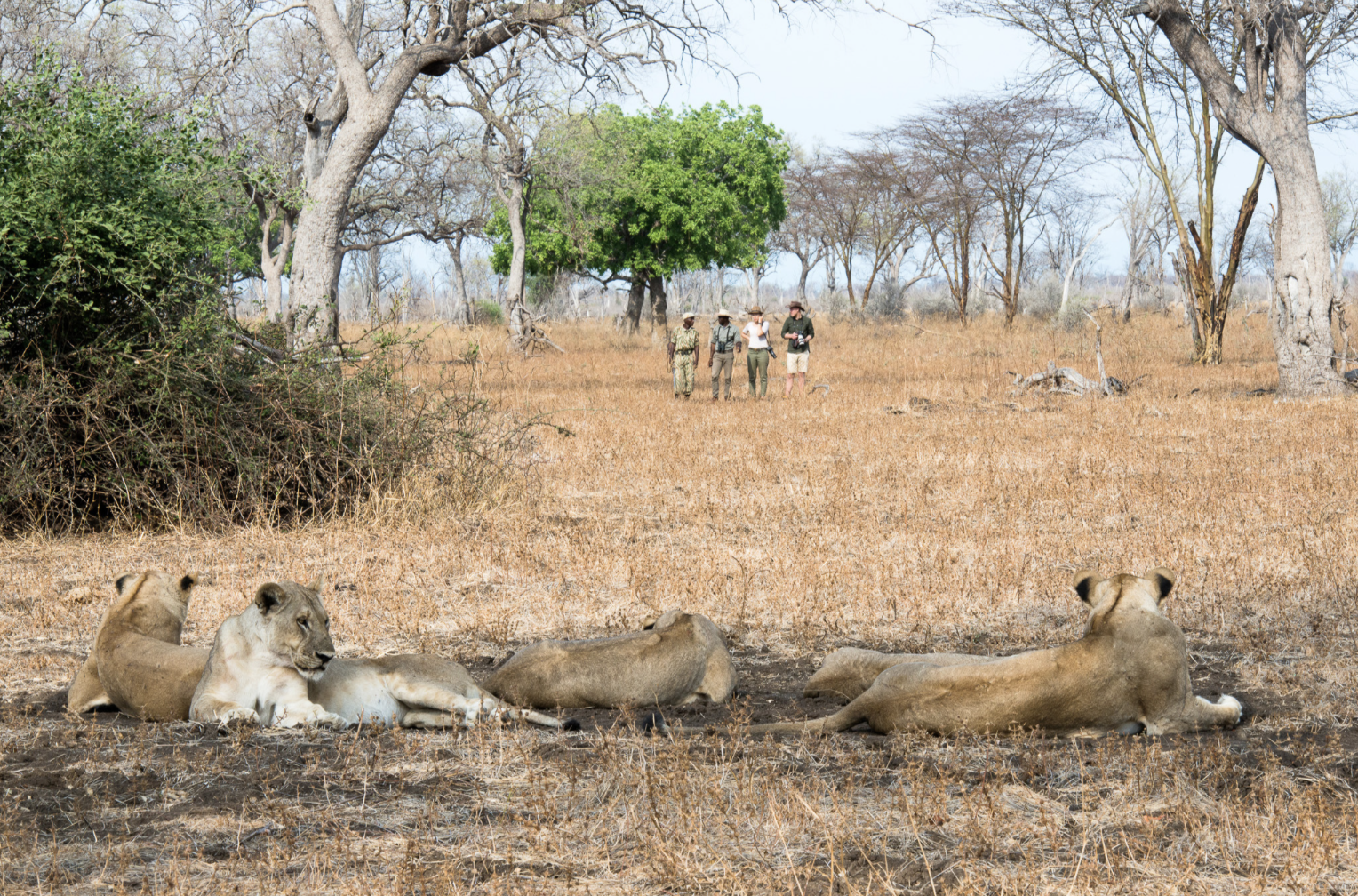 Four lions resting on dry grass in a savannah, with three tourists observing them from a distance under a large green tree. Safari in South Luangwa national park with Wild Selection Tours.