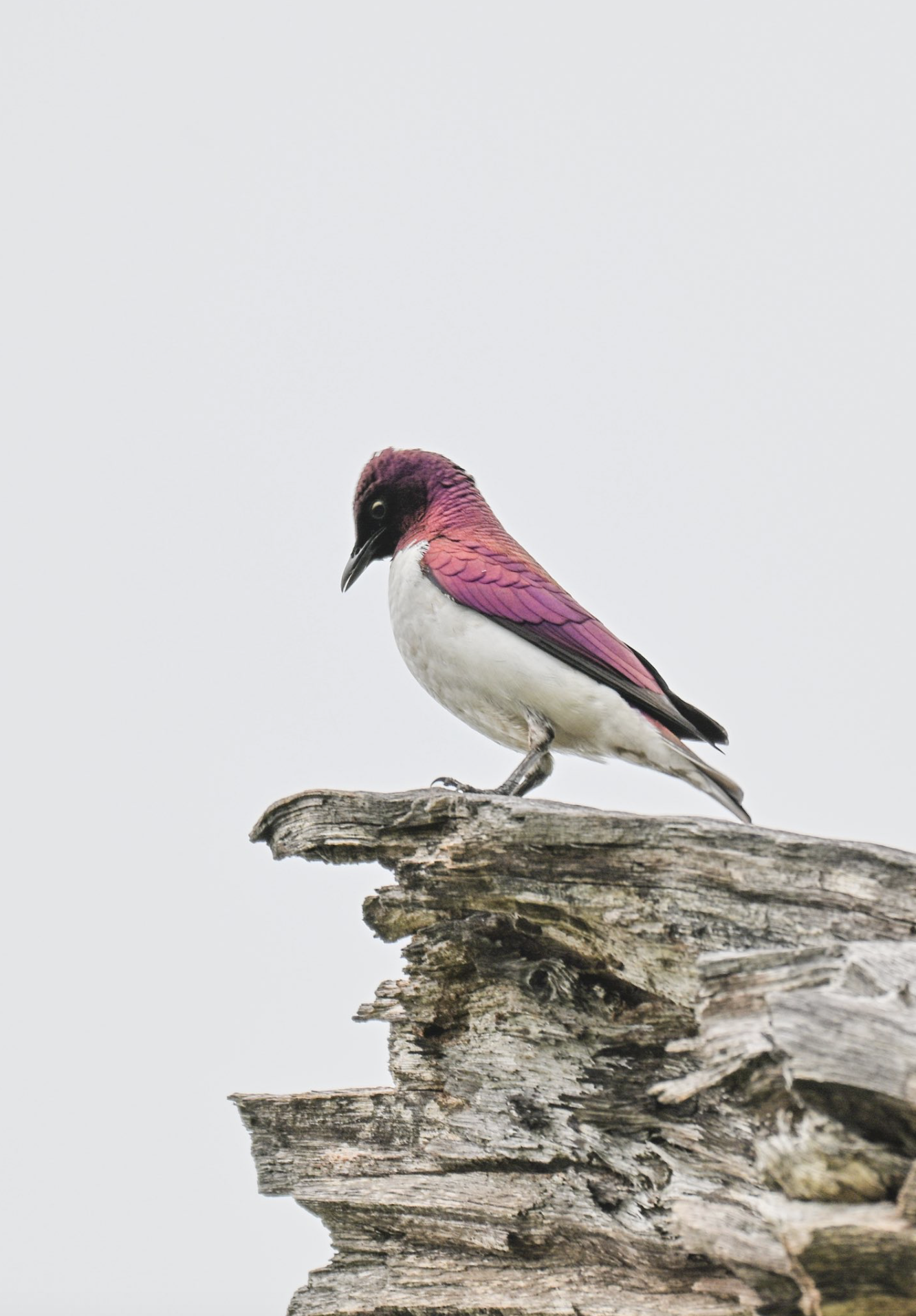 A bird with vibrant purple and pink feathers perched on weathered wood.