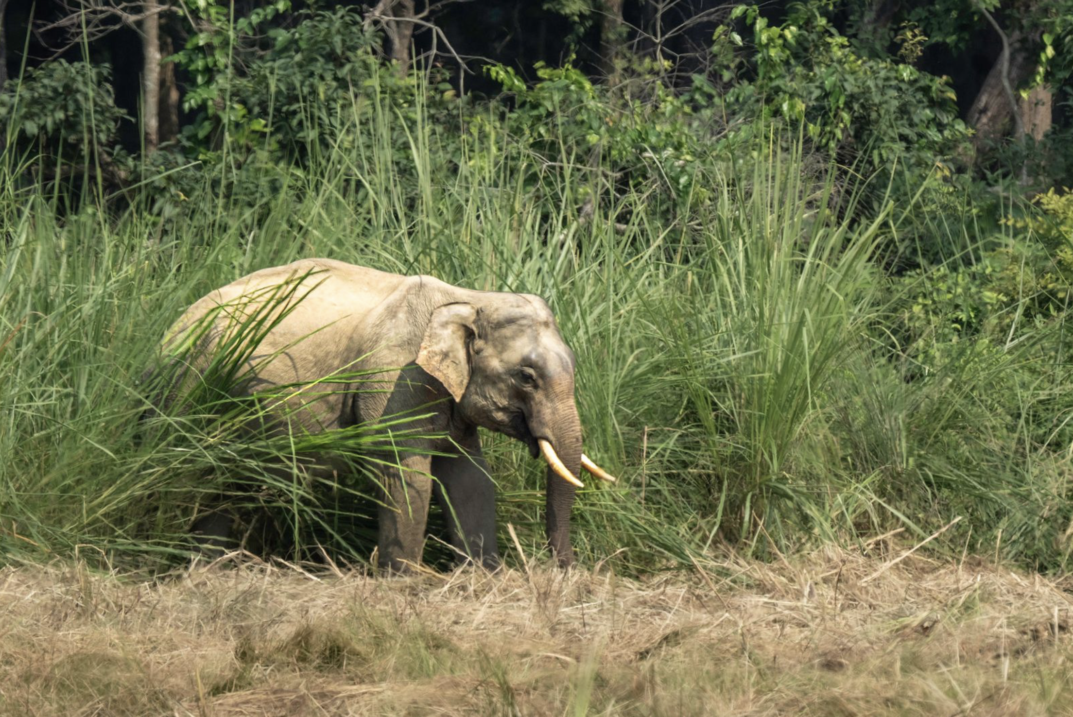 An Asian elephant walking through tall grass and dense trees in a natural setting. Safari in Chitwan national park. Wildlife expedition and phot safari with Wild Selection Tours.