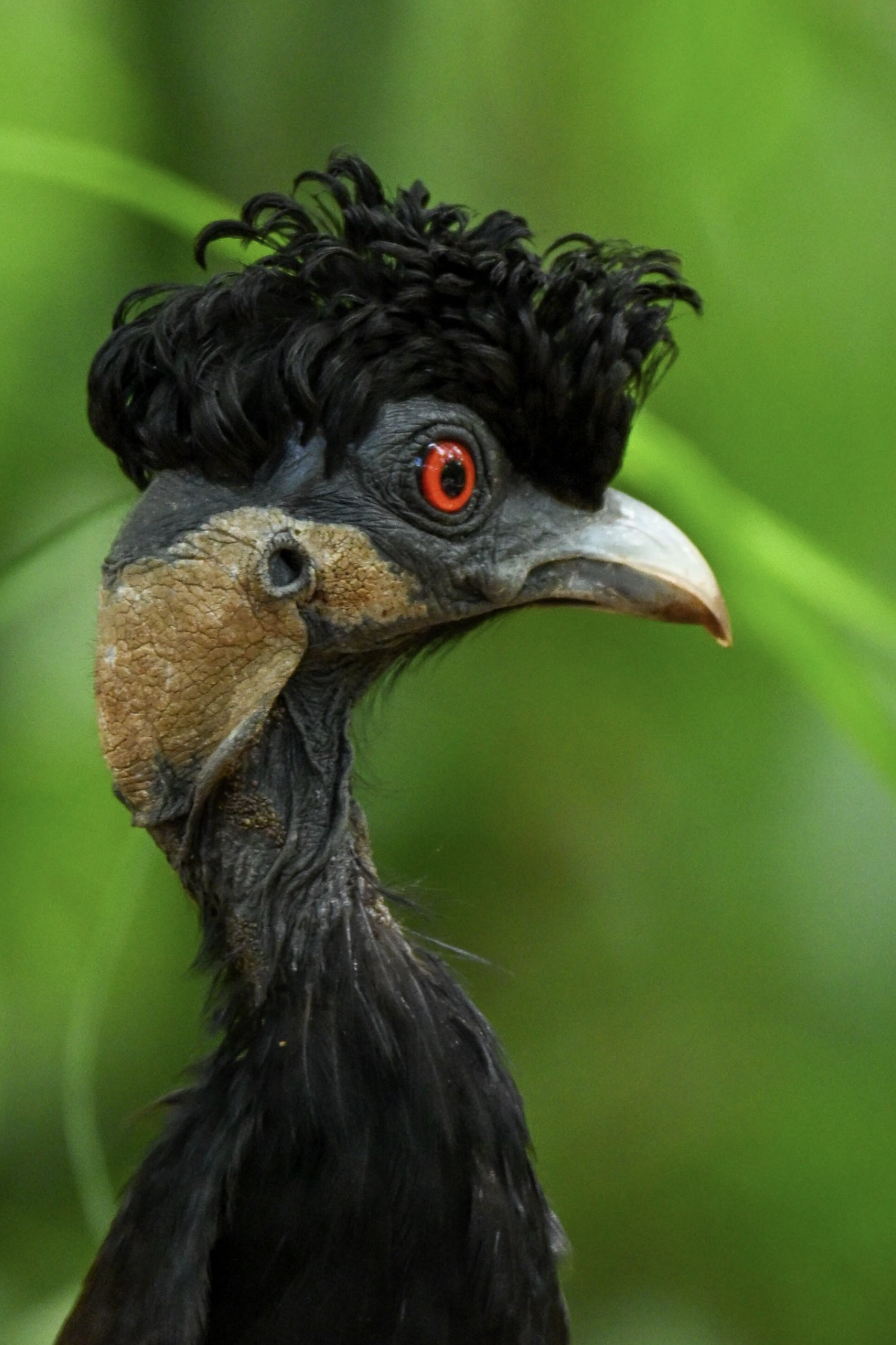 Close-up of a bird with black curly feathers on its head, red eyes, a large beak, and textured skin around its face, set against a green background.