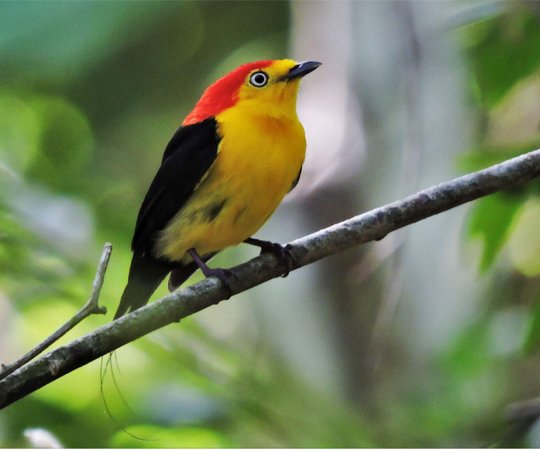 Wire-tailed manakin. Colombia is the world's most bird rich country. Bird watching in Colombia. Wild Selection Tours.