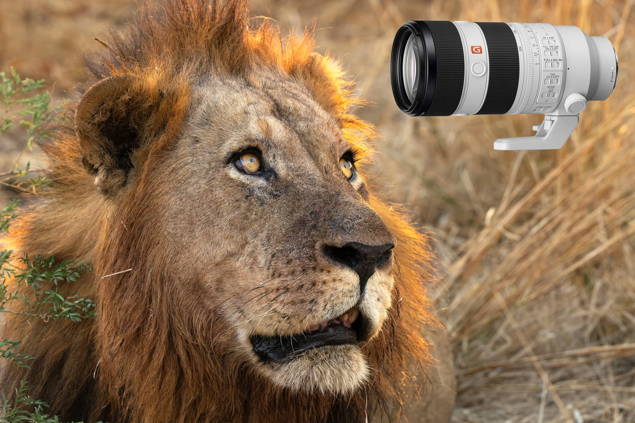 Wildlife photography withSony Alpha.