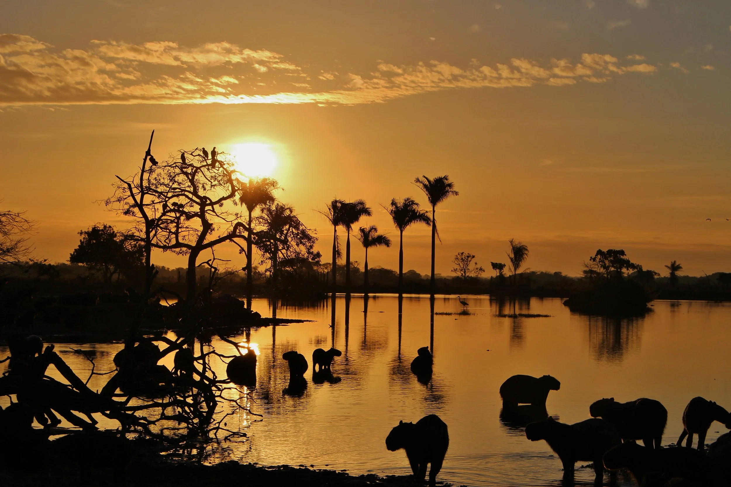 Silhouettes of elephants and trees at sunset over a river with palm trees and a cloudy sky.