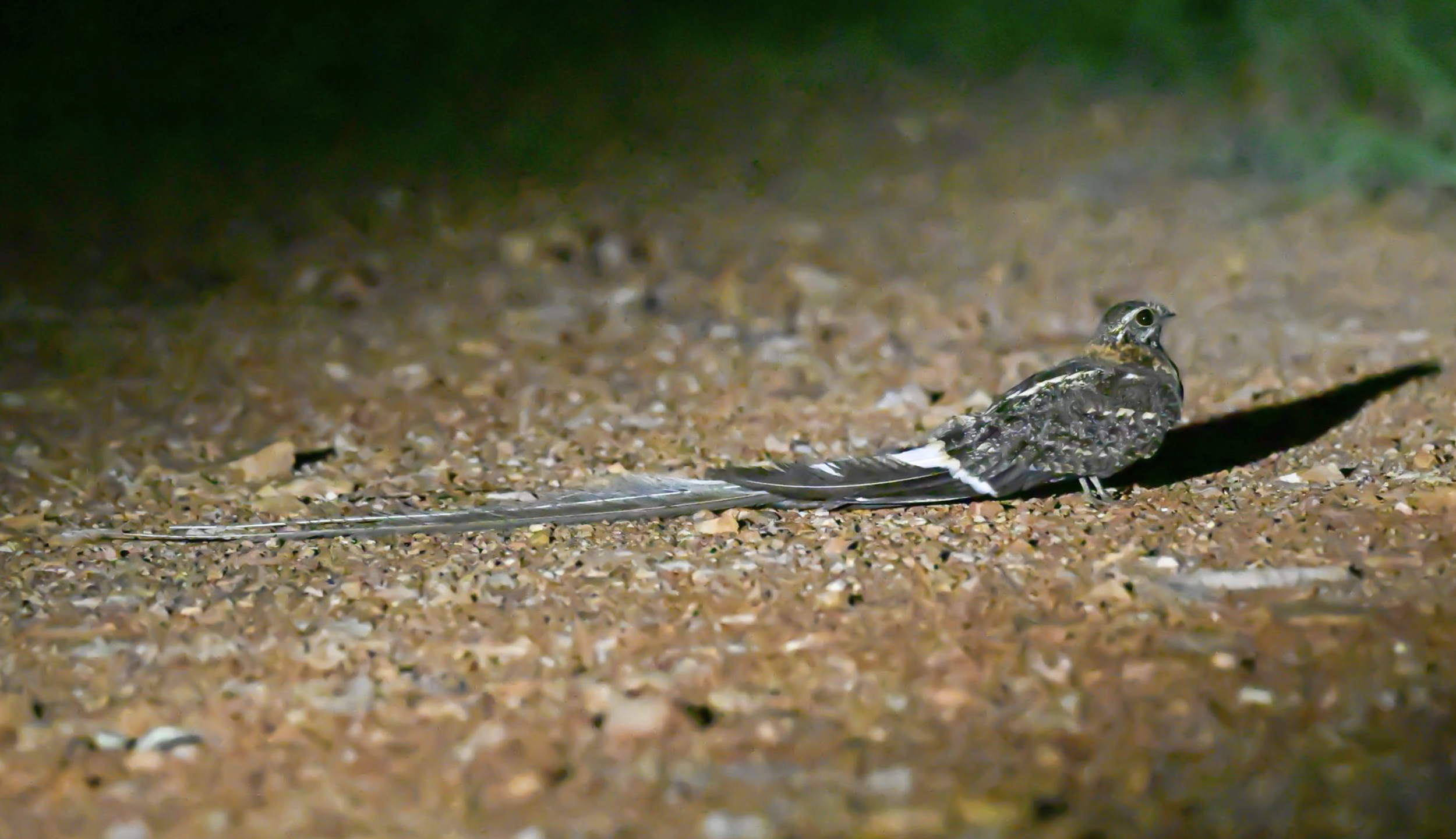 A small bird with a long tail lying on sandy ground at night, casting a sharp shadow.
