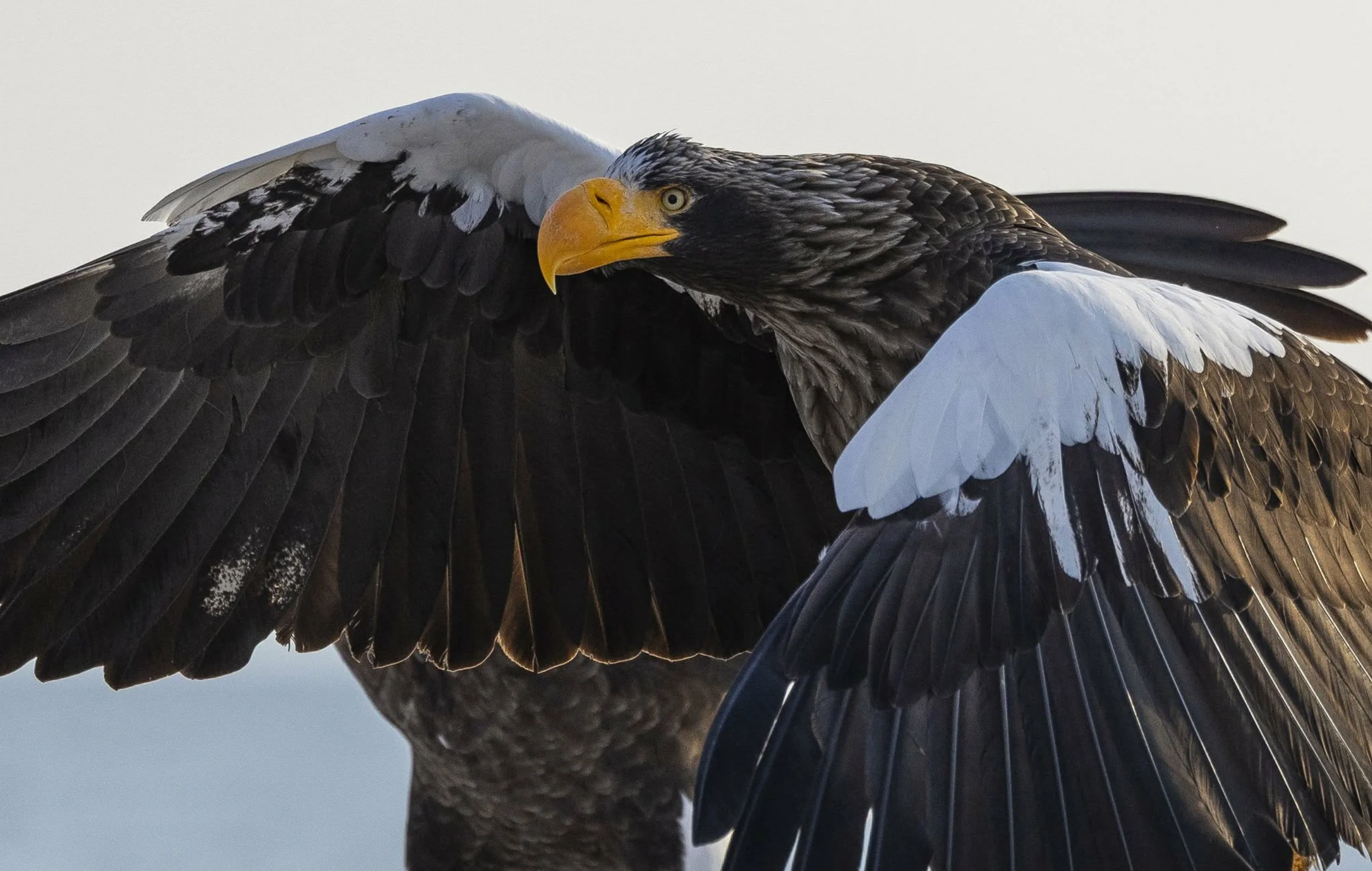 Close-up of a Steller's sea-eagle with a yellow beak and piercing eyes, showcasing its detailed black and white feathers. Shiretoko, Japan.