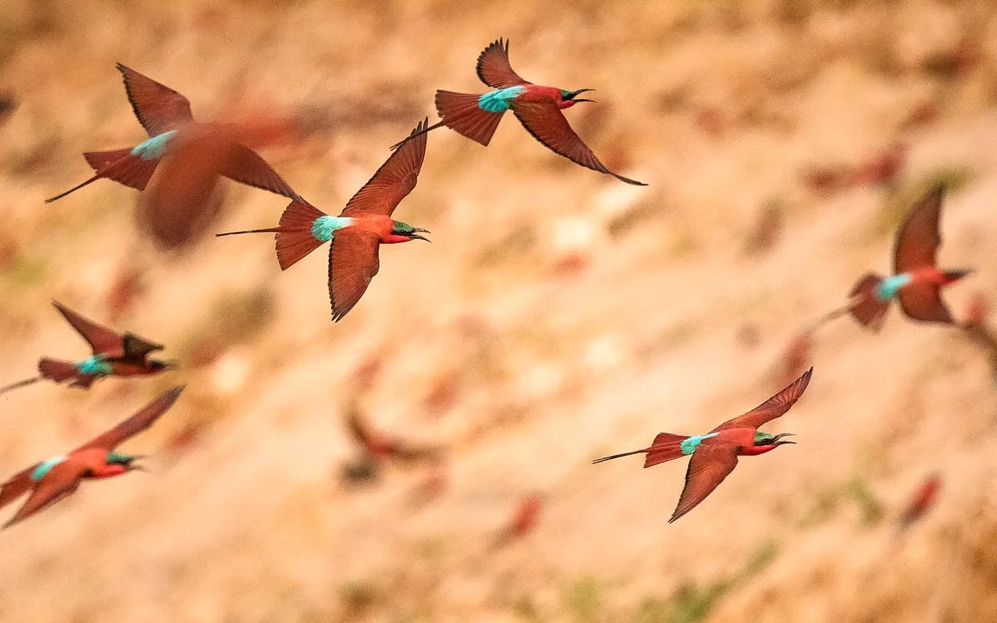 A flock of vibrant Southern Carmine bee-eaters red birds with turquoise patches on their wings and green heads flying in the sky. Safari in South Luangwa national park with Wild Selection Tours.