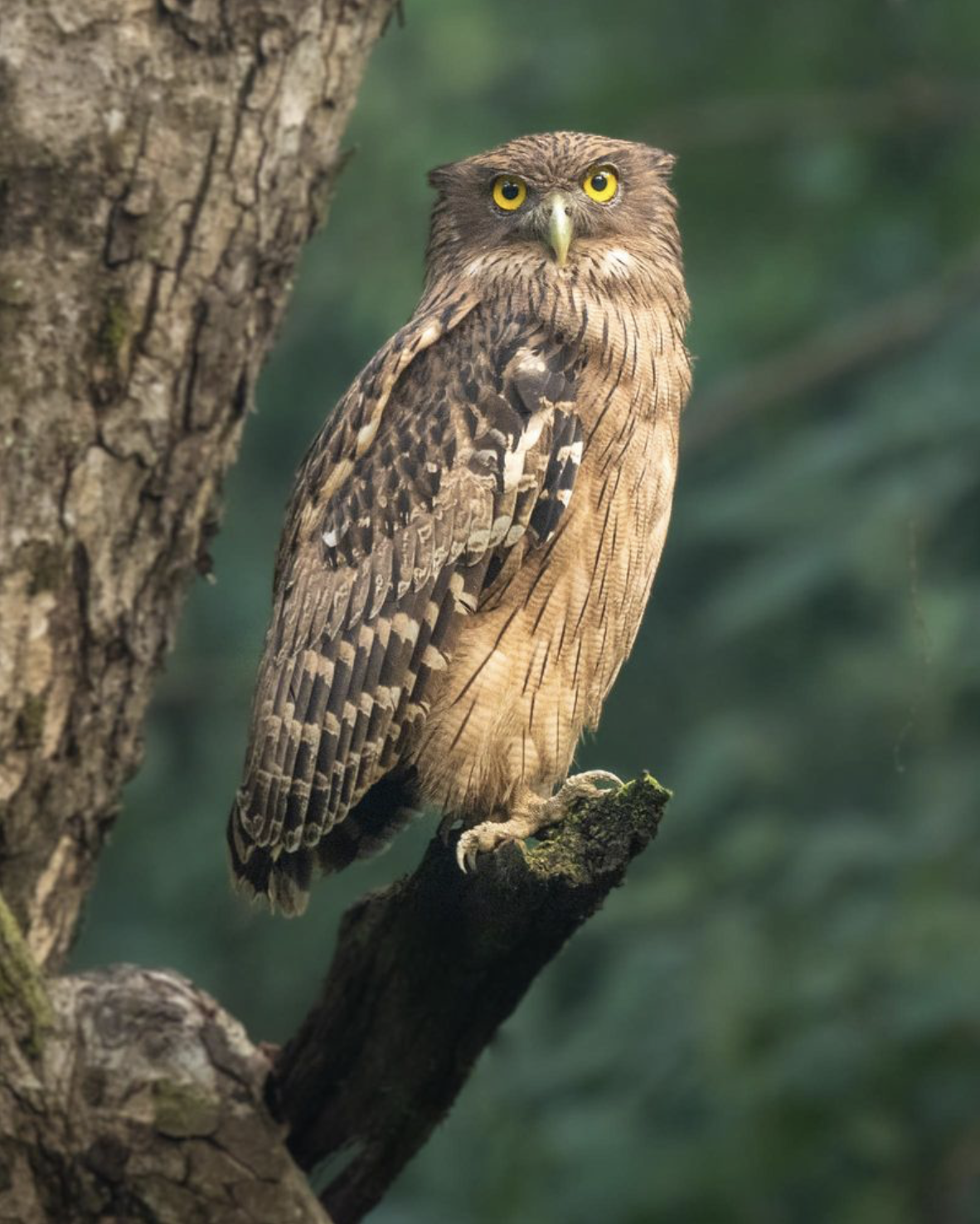 A close-up of a brown fishing owl perched on a tree branch, with yellow eyes and brown and tan feathers. Birding in Lumbini, Nepal. Wildlife expedition and phot safari with Wild Selection Tours.