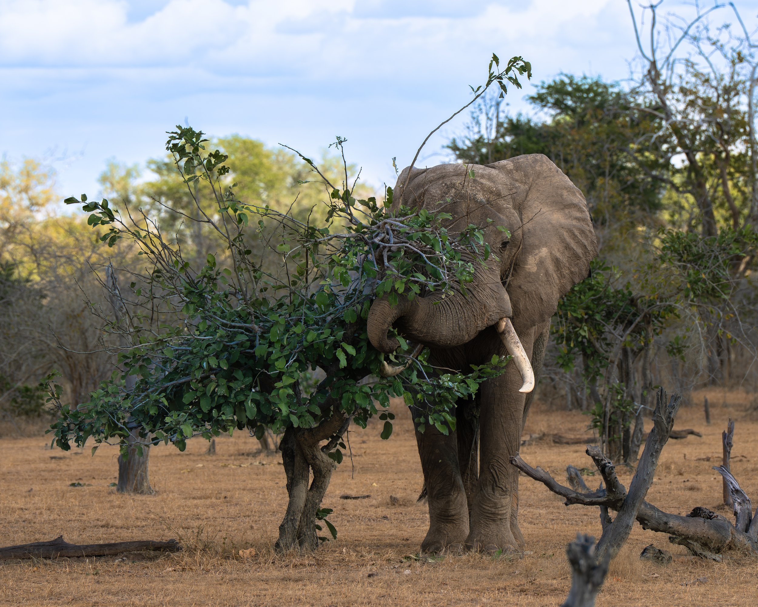 An elephant in a dry grassland, holding a large branch with green leaves in its trunk. South Luangwa national park, Zambia.