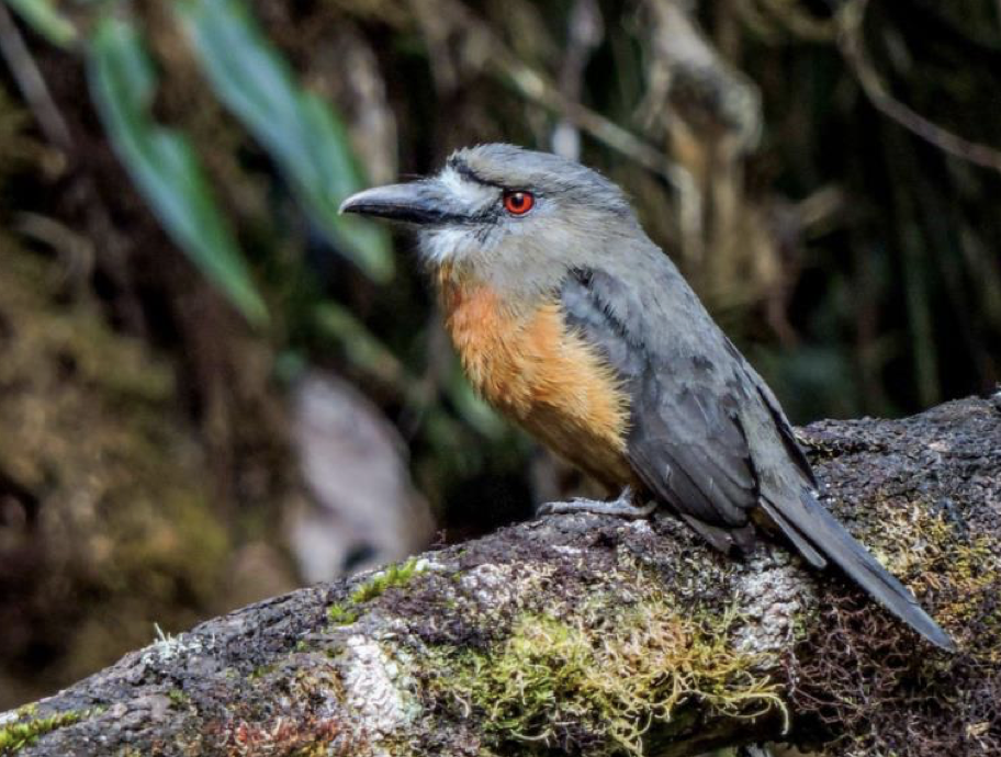 A white-faced nunbird with a large beak, red eyes, gray and orange feathers, perched on a mossy log in a forest. Bird watching in Colombia. Wild Selection Tours.