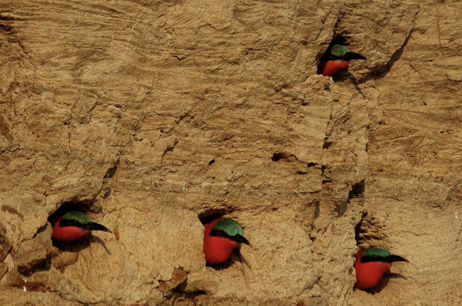 Four red and green Southern Carmine bee-eaters peeking out of holes in a sandy cliff face. Safari in South Luangwa national park with Wild Selection Tours.