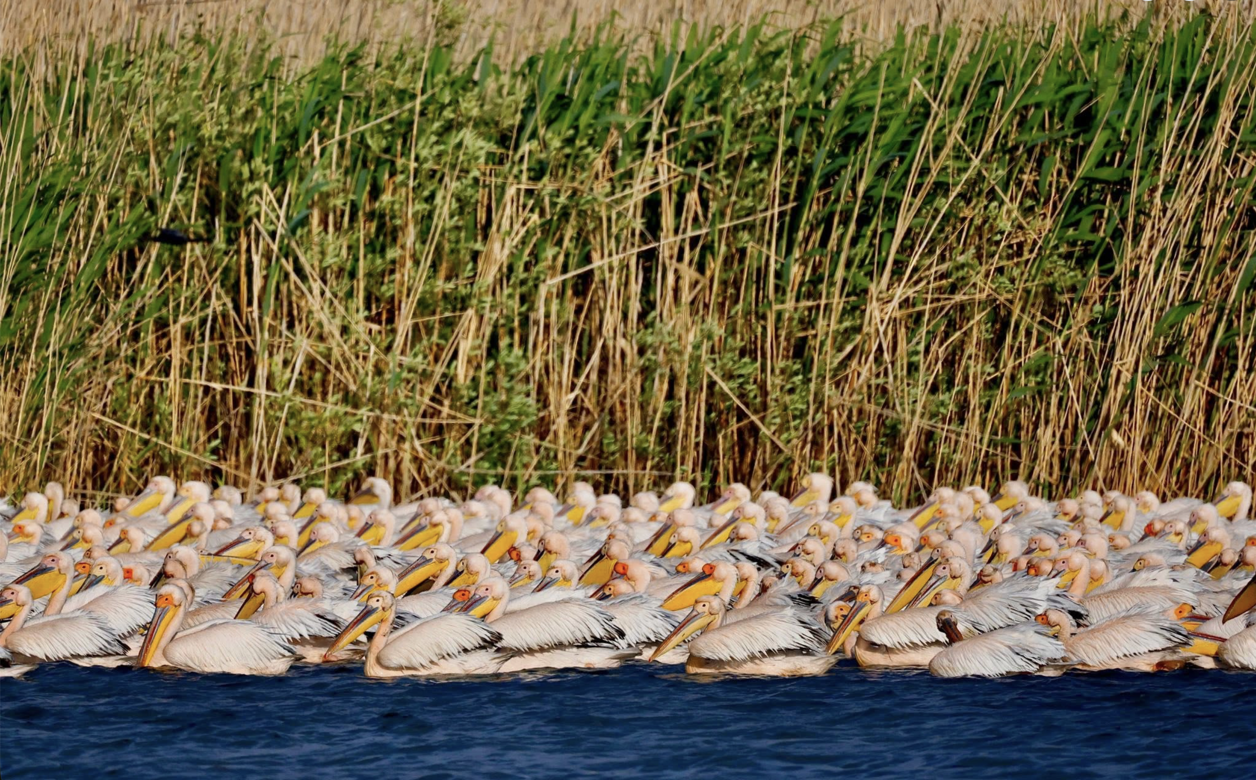 A large flock of pink flamingos resting on water near tall green grasses and reeds.