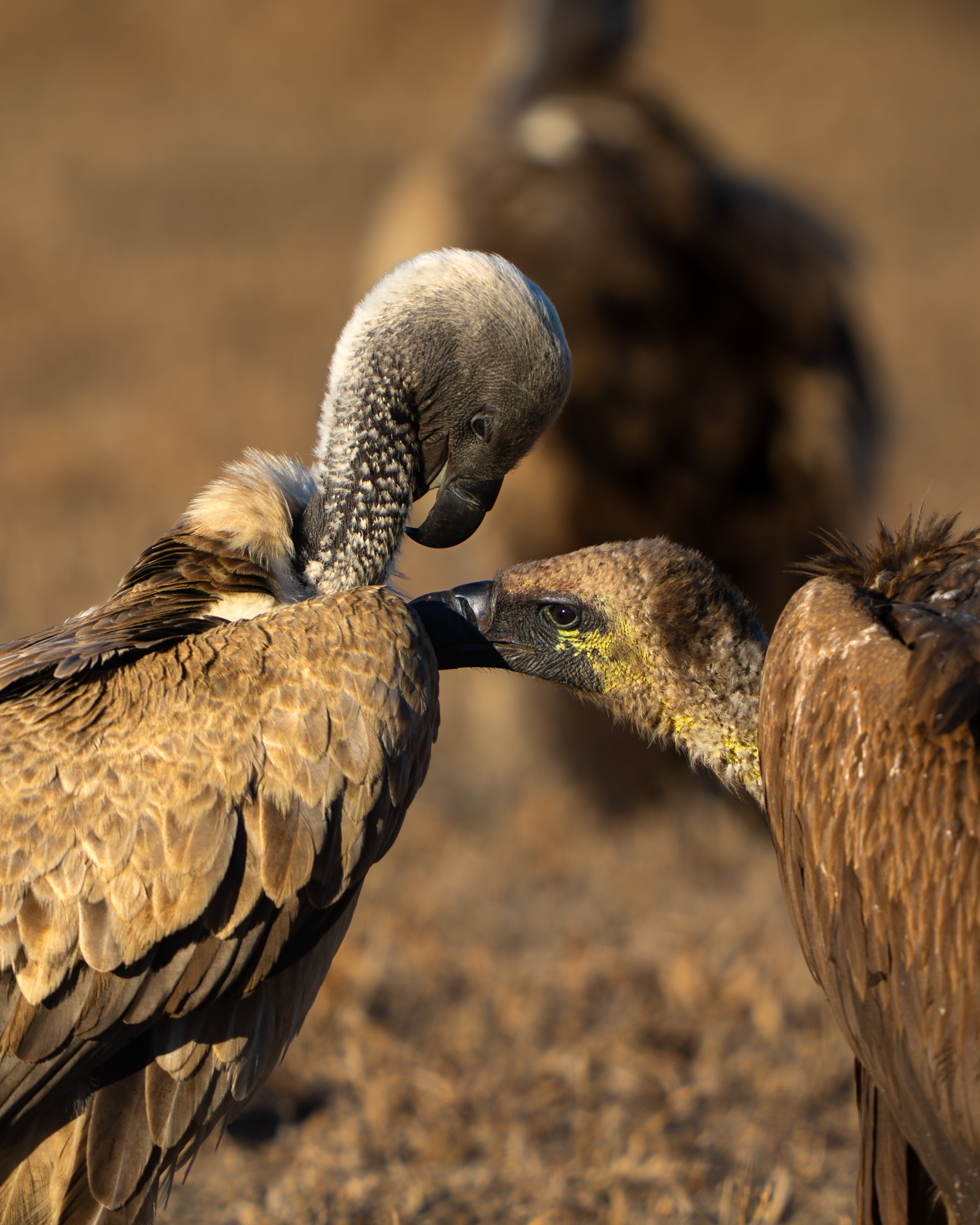 Two white-backed vultures touching beaks in a natural, earthy background. Safari in South Luangwa national park with Wild Selection Tours.