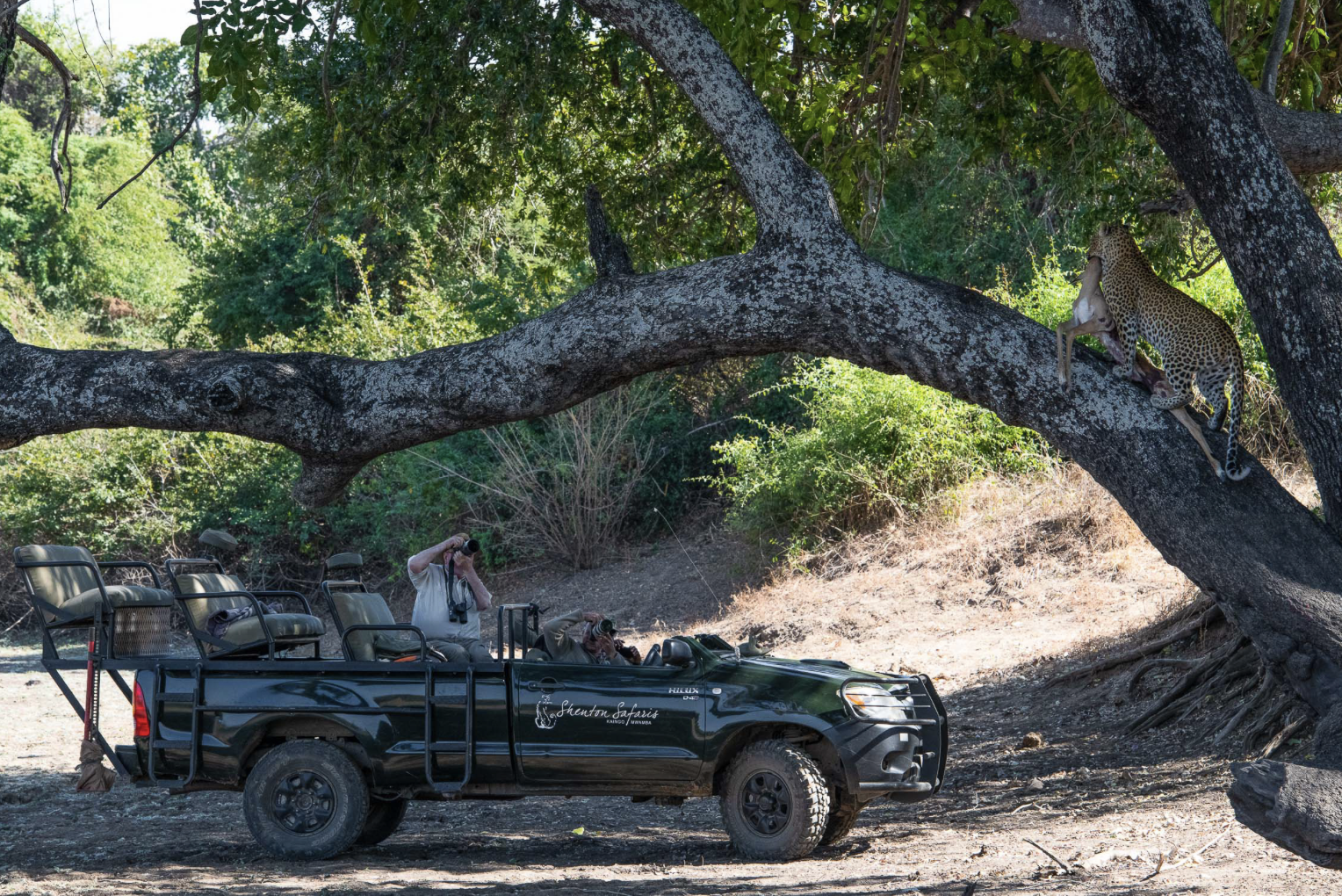 A leopard climbing a large tree with photographers in a safari vehicle photographing it. Safari in South Luangwa national park with Wild Selection Tours.
