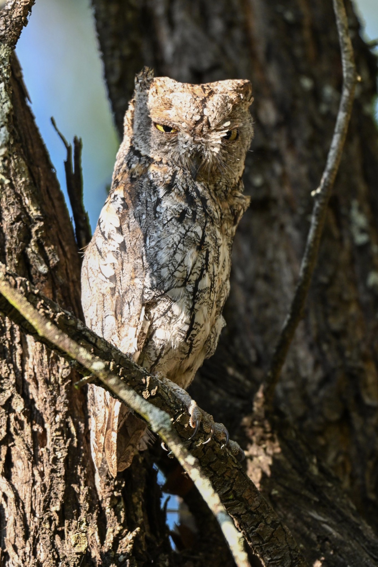 African scops-owl camouflaged owl perched on a tree branch in a tree trunk in daylight. Birding tour in Makuleke, northern Krüger, South Africa. Bird photography with Wild Selection Tours.