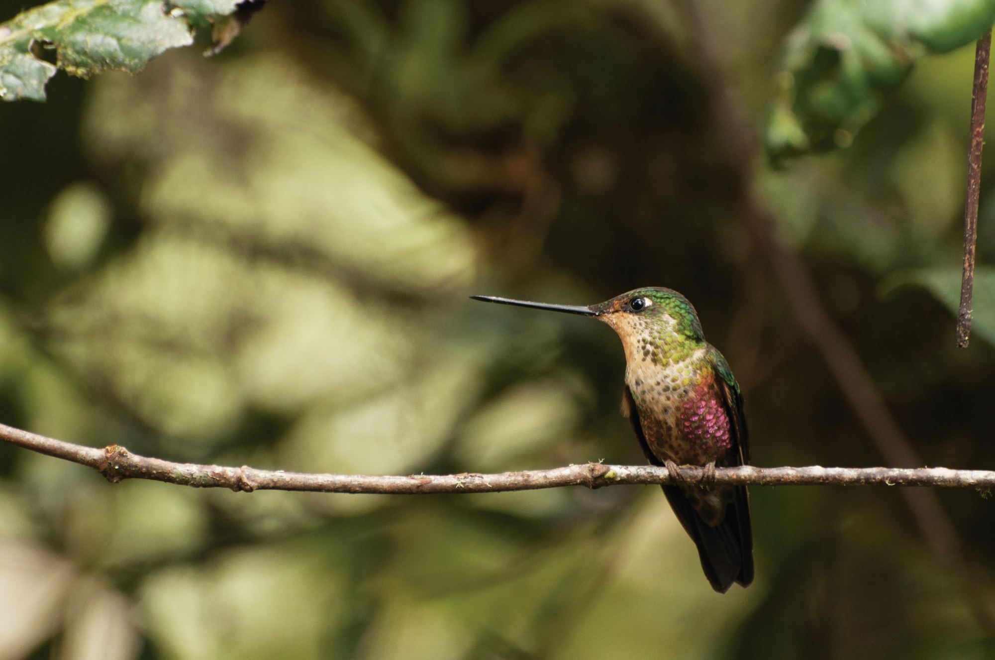 A blue-throated starfrontlet in Colombia. Bird watching in Colombia. Wild Selection Tours.