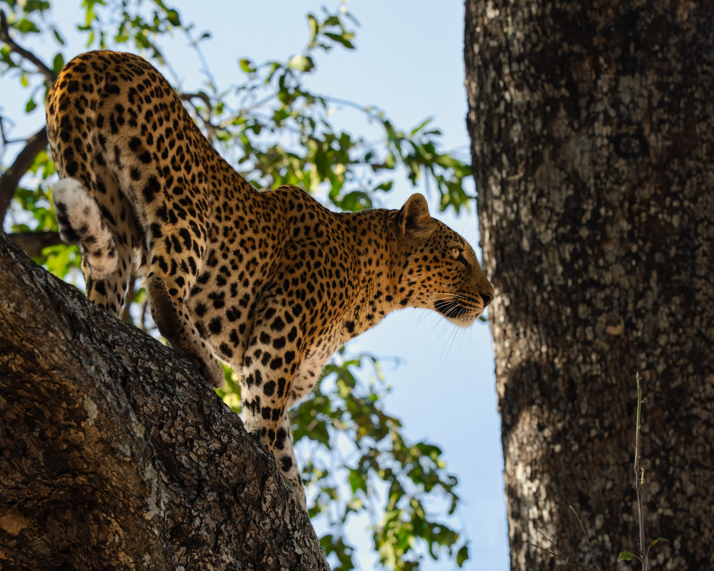 A leopard perched on a tree branch, looking to the right, with green leaves and blue sky in the background. Safari in South Luangwa national park with Wild Selection Tours.