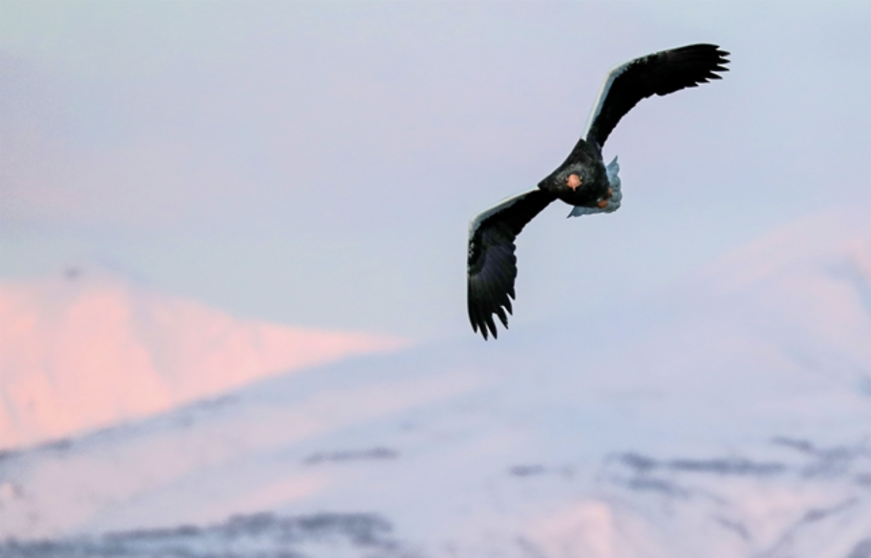 Steller's sea-eagle flying in the sky with a pink and blue background. Shiretoko, Japan.