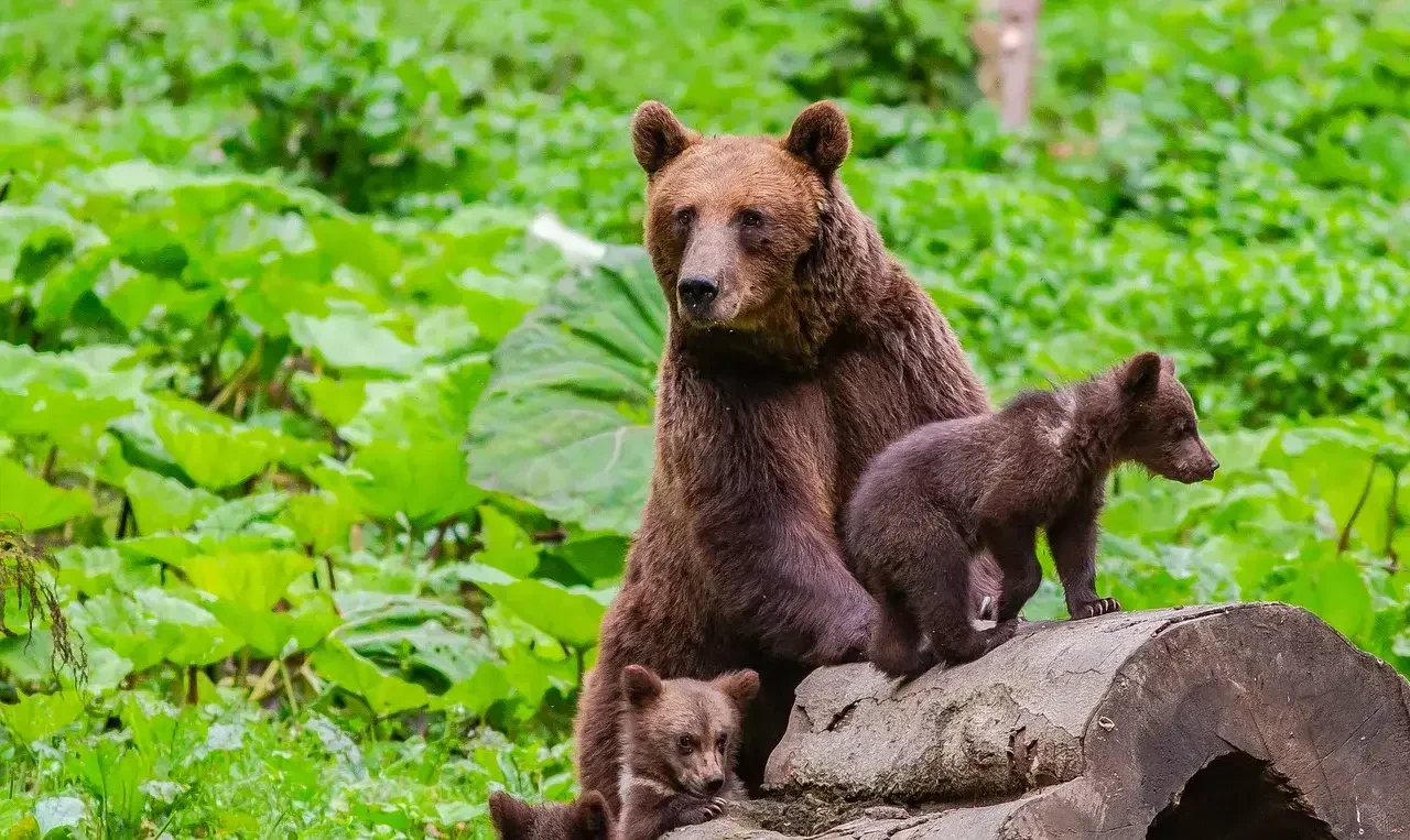 A mother brown bear with four cubs standing on a fallen log in a lush green forest.
