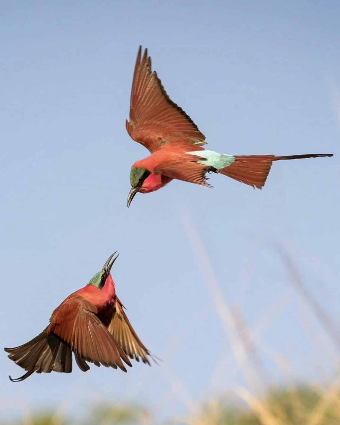 Two colorful Southern Carmine bee-eaters flying in the sky, with one bird looking down at the other. Safari in South Luangwa national park with Wild Selection Tours.