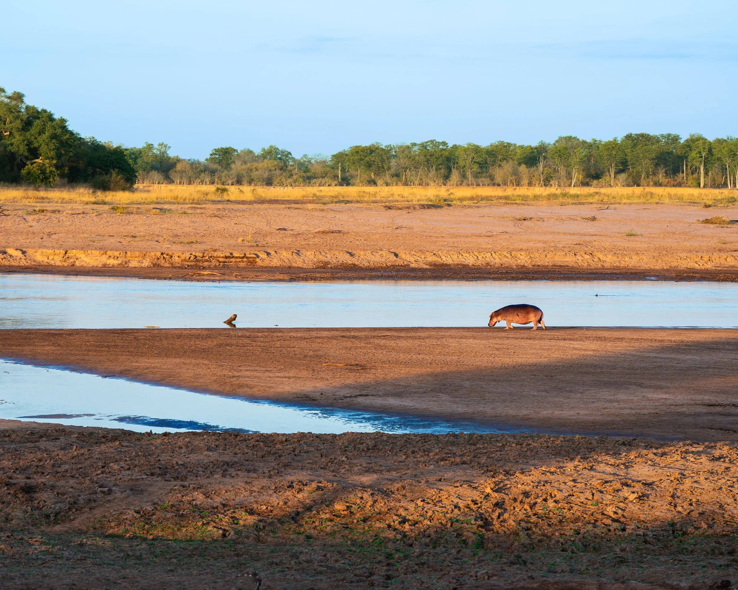 A hippo walking along the riverbank in South Luangwa national park during sunrise.