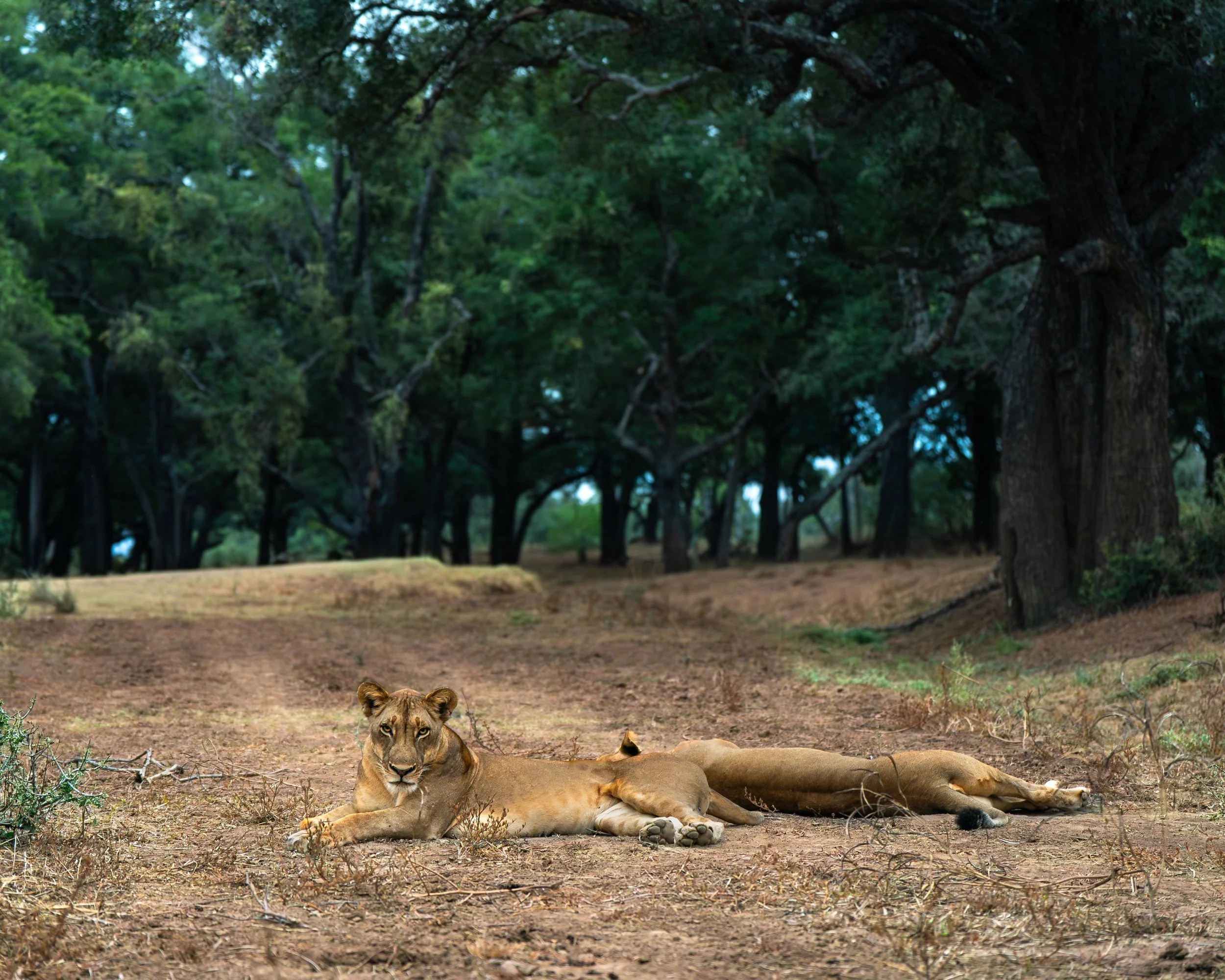 Two lionesses resting on the ground in South Luangwa national park, Zambia.