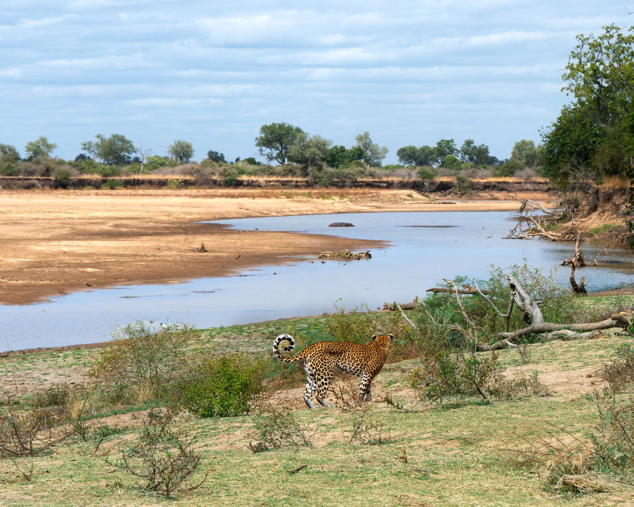 A leopard walking along the Luangwa river in Zambia. Wildlife photography with Wild Selection Tours.