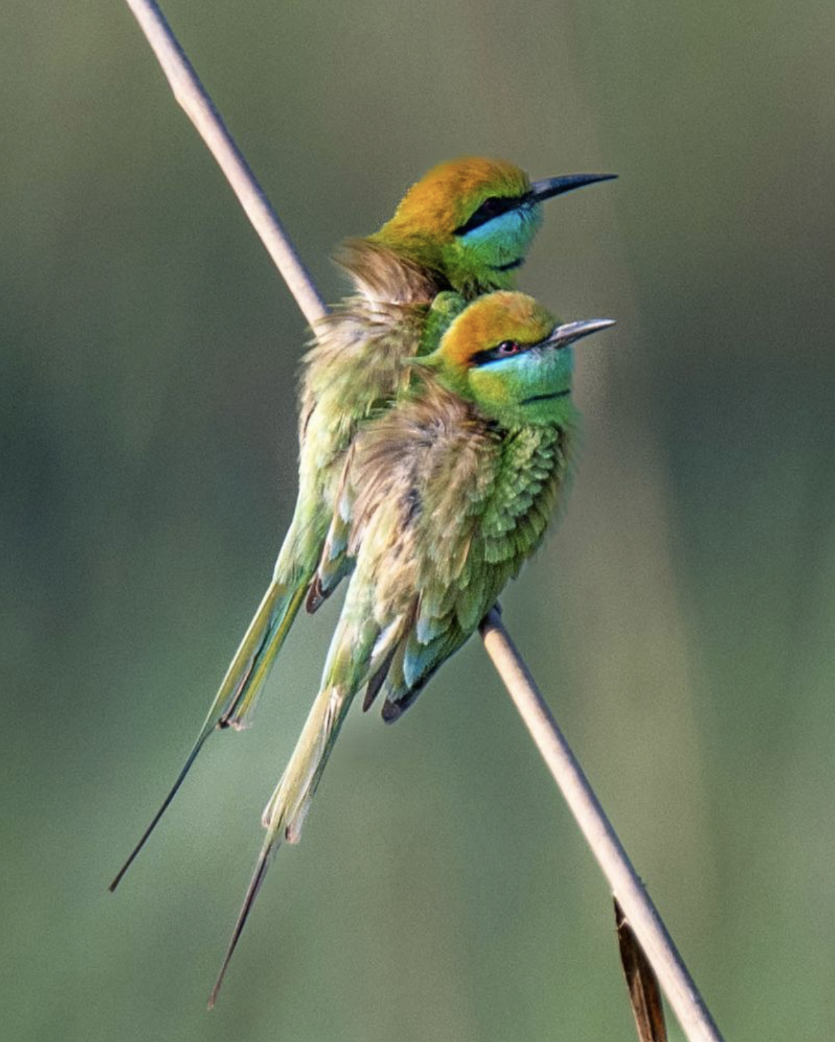 Two vibrantly colored bee-eaters perched on a thin branch, with green and yellow plumage and long tail feathers, against a blurred green background.Birding tour in Lumbini, Nepal. Wildlife expedition and phot safari with Wild Selection Tours.