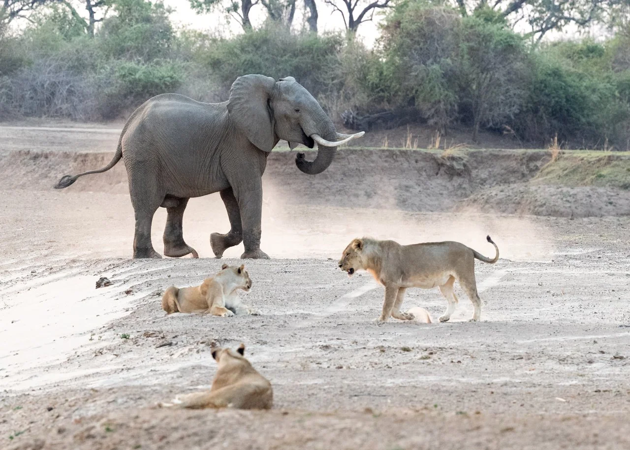 An elephant standing on a dusty terrain with three lions resting and walking nearby in a savanna landscape. Safari in South Luangwa national park with Wild Selection Tours.