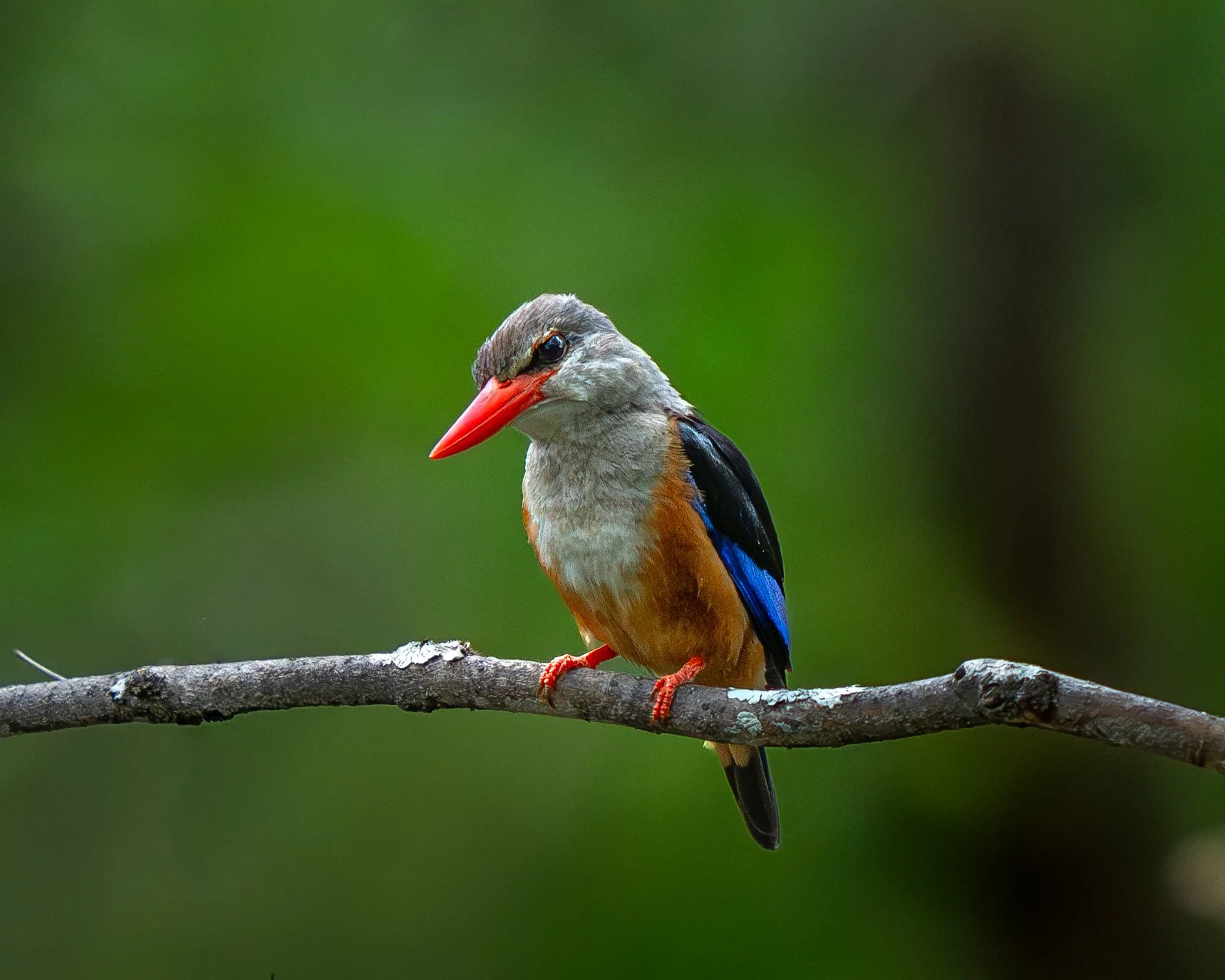 A grey-headed kingfisher bird with a bright red beak, grey head, orange chest, and blue and black wings perched on a thin branch against a blurred green background. Safari in South Luangwa national park with Wild Selection Tours.