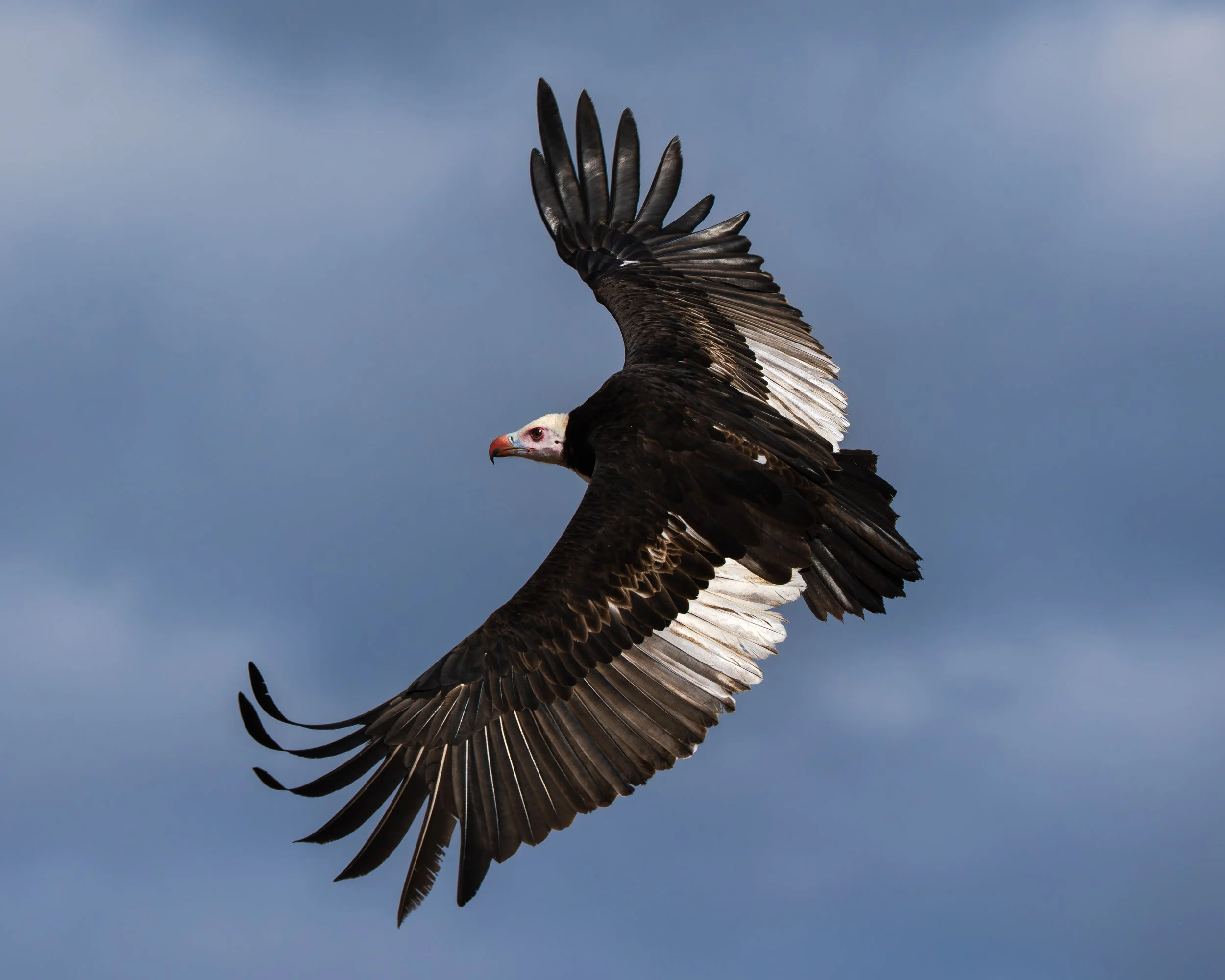 A white-headed vulture soaring in a cloudy sky with its wings spread wide. Safari in South Luangwa national park with Wild Selection Tours.