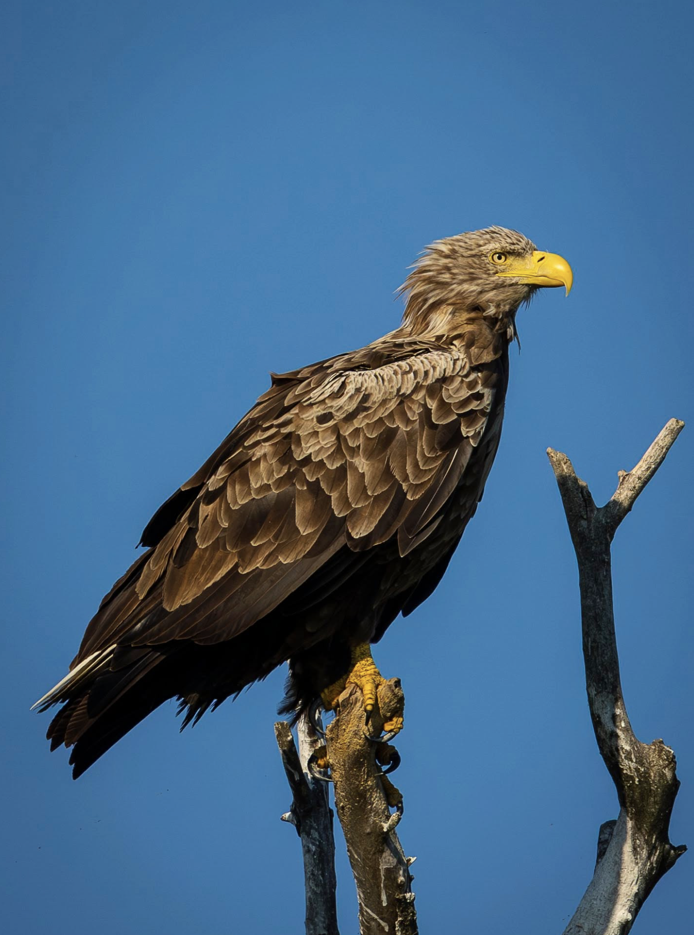 A majestic eagle perched on a bare tree branch against a clear blue sky.
