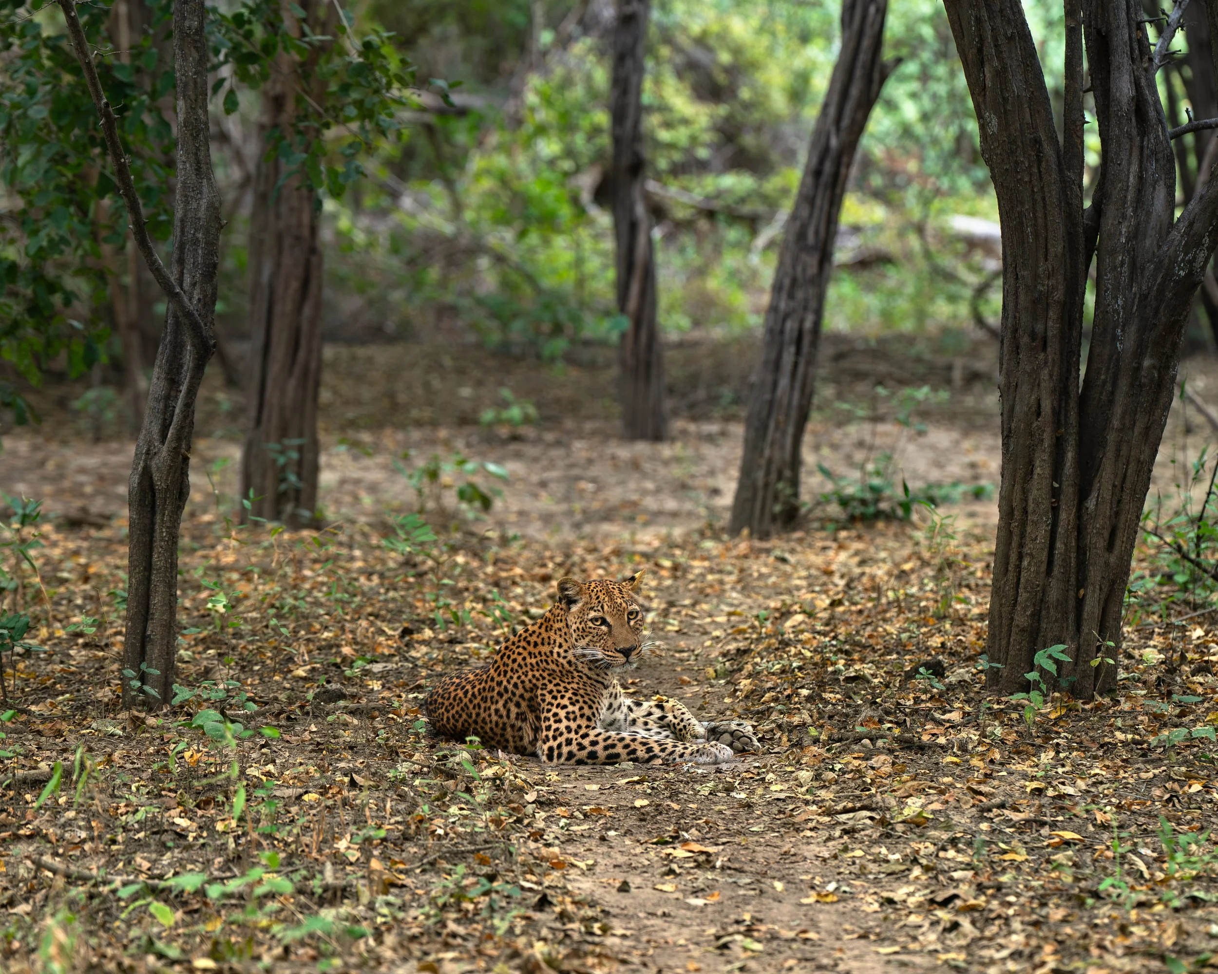 A leopard  resting on a dirt path in South Luangwa national park, Zambia.