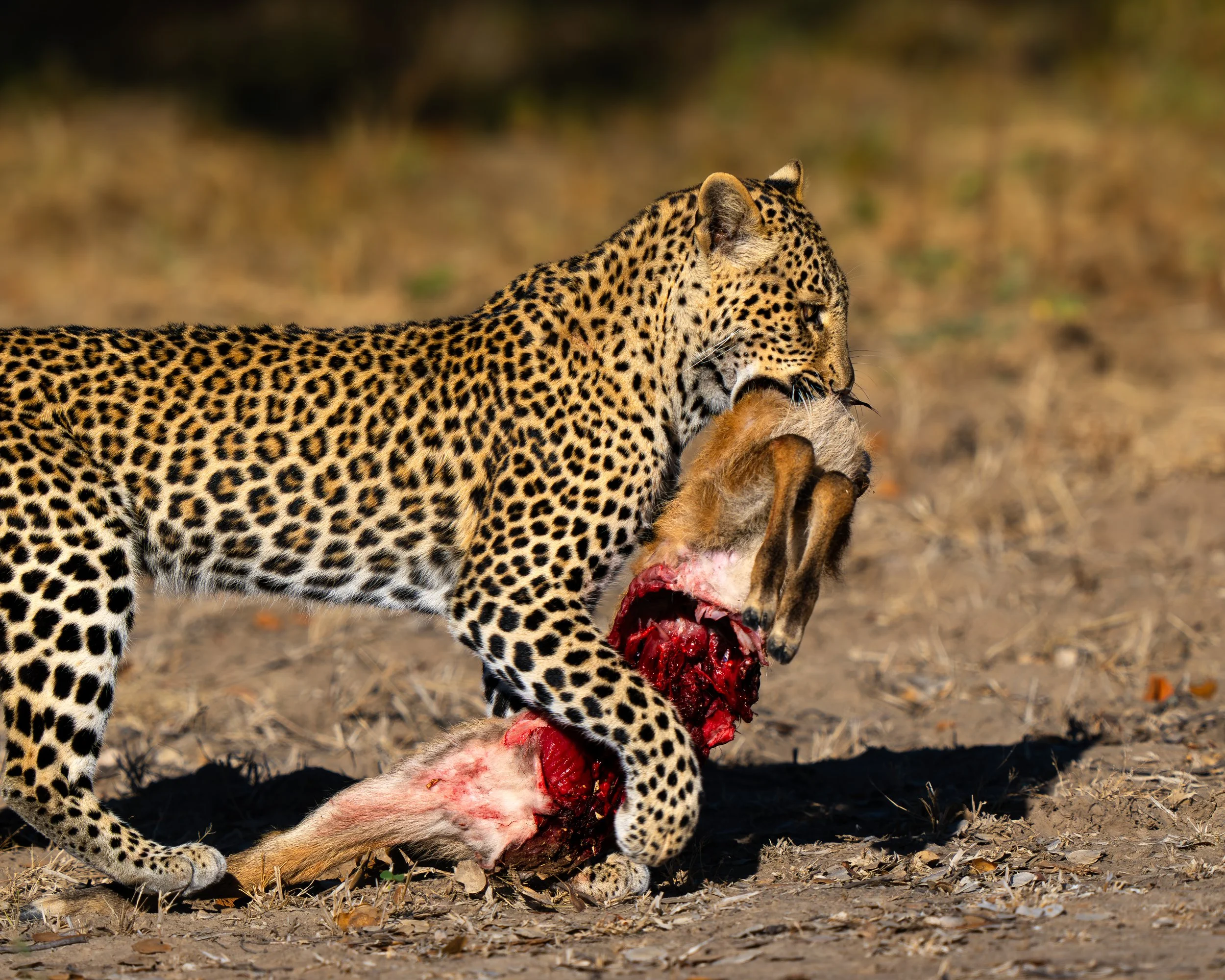 A leopard eating a freshly killed animal, likely a deer, in a dry, natural environment. Safari in South Luangwa national park with Wild Selection Tours.