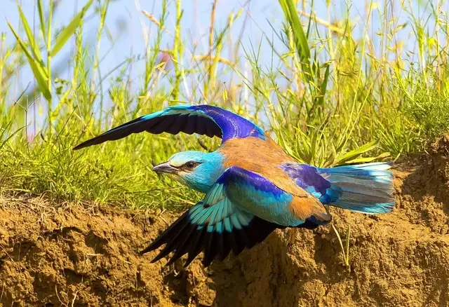 Colorful bird with blue, green, and brown feathers landing on a dirt surface near grass.