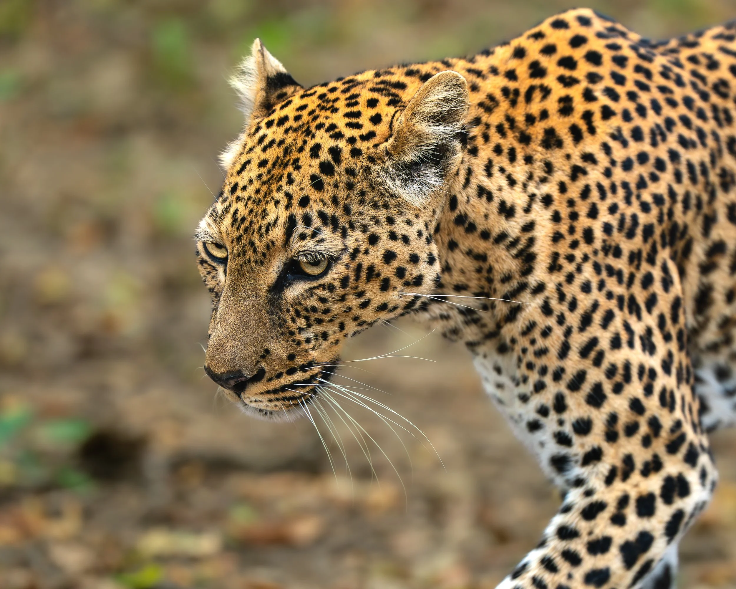 Leopard photography in Zambia. South Luangwa is the best place in Africa to see leopards. On safari with Wild Selection Tours.