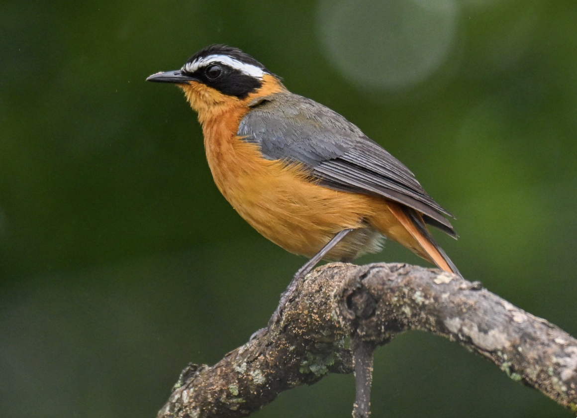 A colorful bird with orange breast, black and white head, and gray wings perched on a tree branch against a blurred green background.