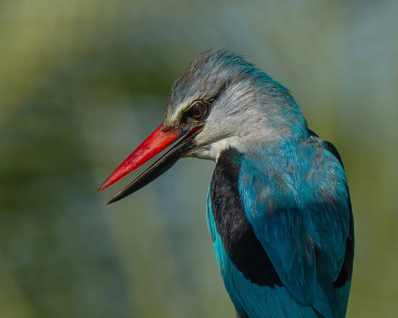 Up close of a woodland kingfisher. Birding tour in South Africa with Wild Selection Tours. Makuleke concession of Krüger national park.