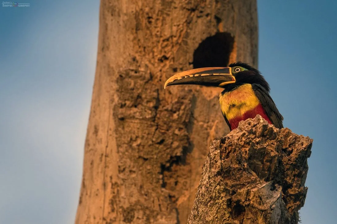 Chestnut-eared array perched on a tree branch with a textured bark and a blue sky background.