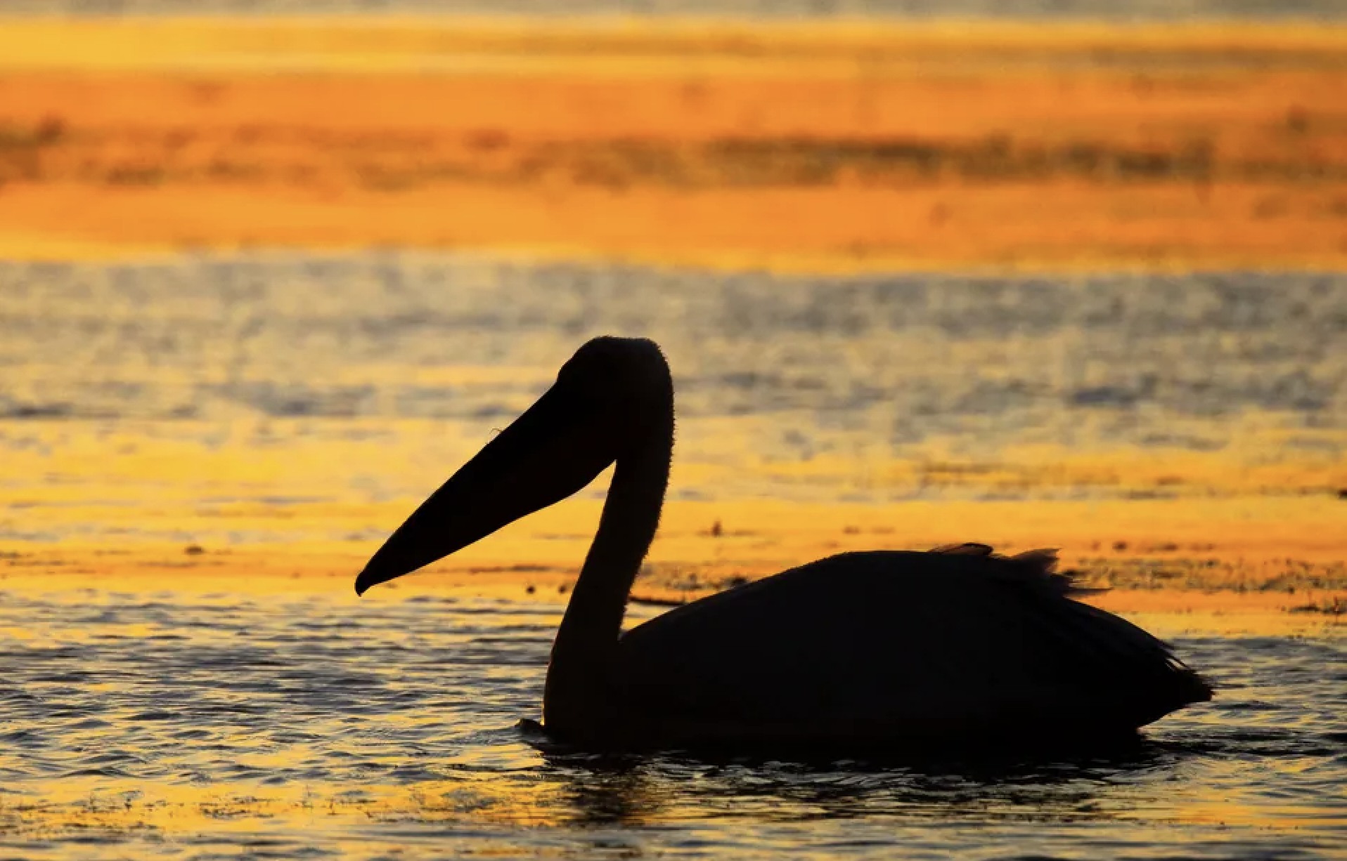 Silhouette of a pelican swimming on water during a colorful sunset.