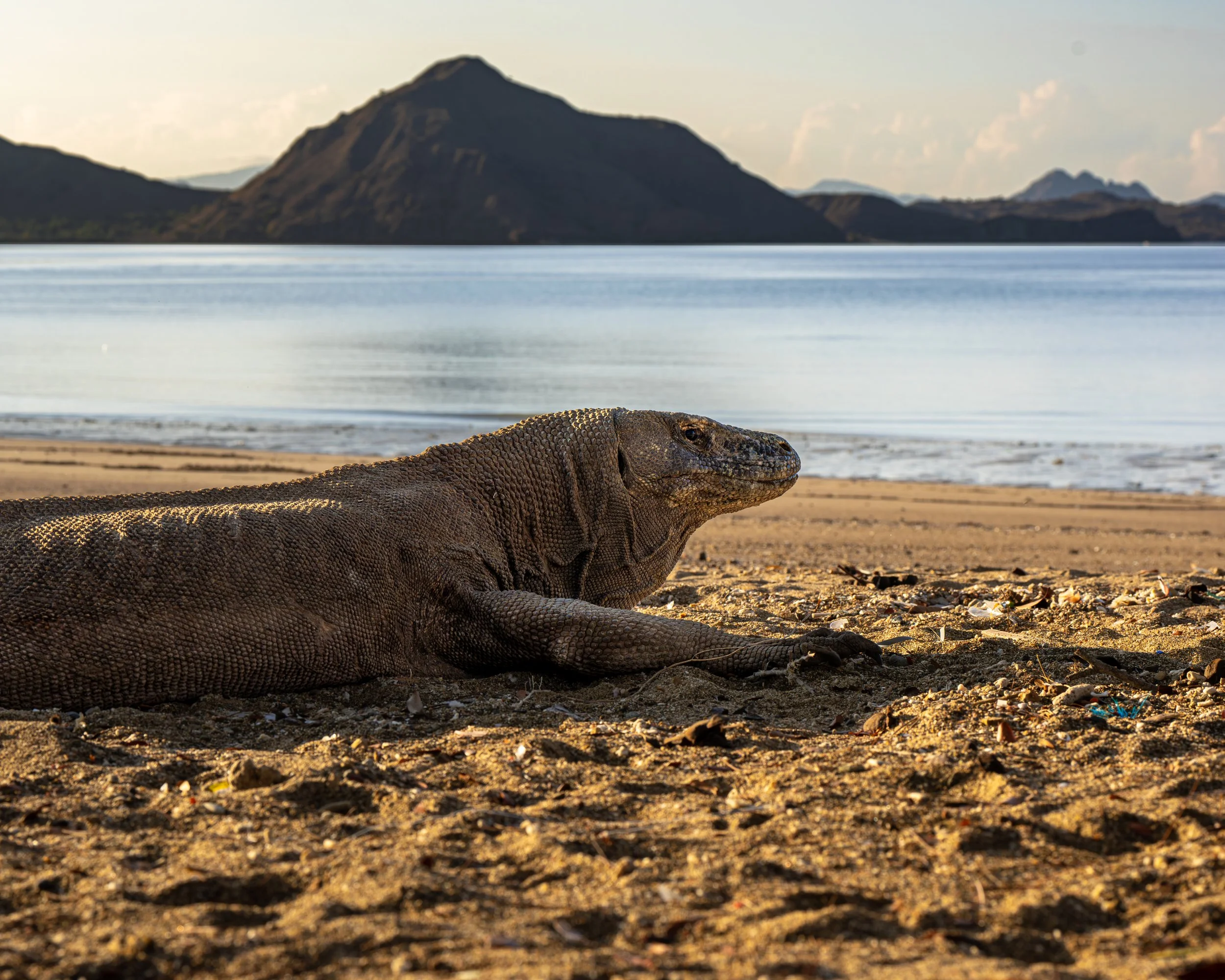 Komodo dragon on the beach on Komodo island, Indonesia. Wild Selection Tours offers photographic safaris to Indonesia.