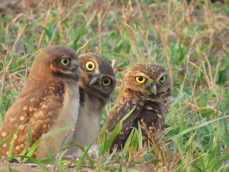 A group of three owls standing on grass among dry and green plants, with large yellow eyes and brown and white feathers.