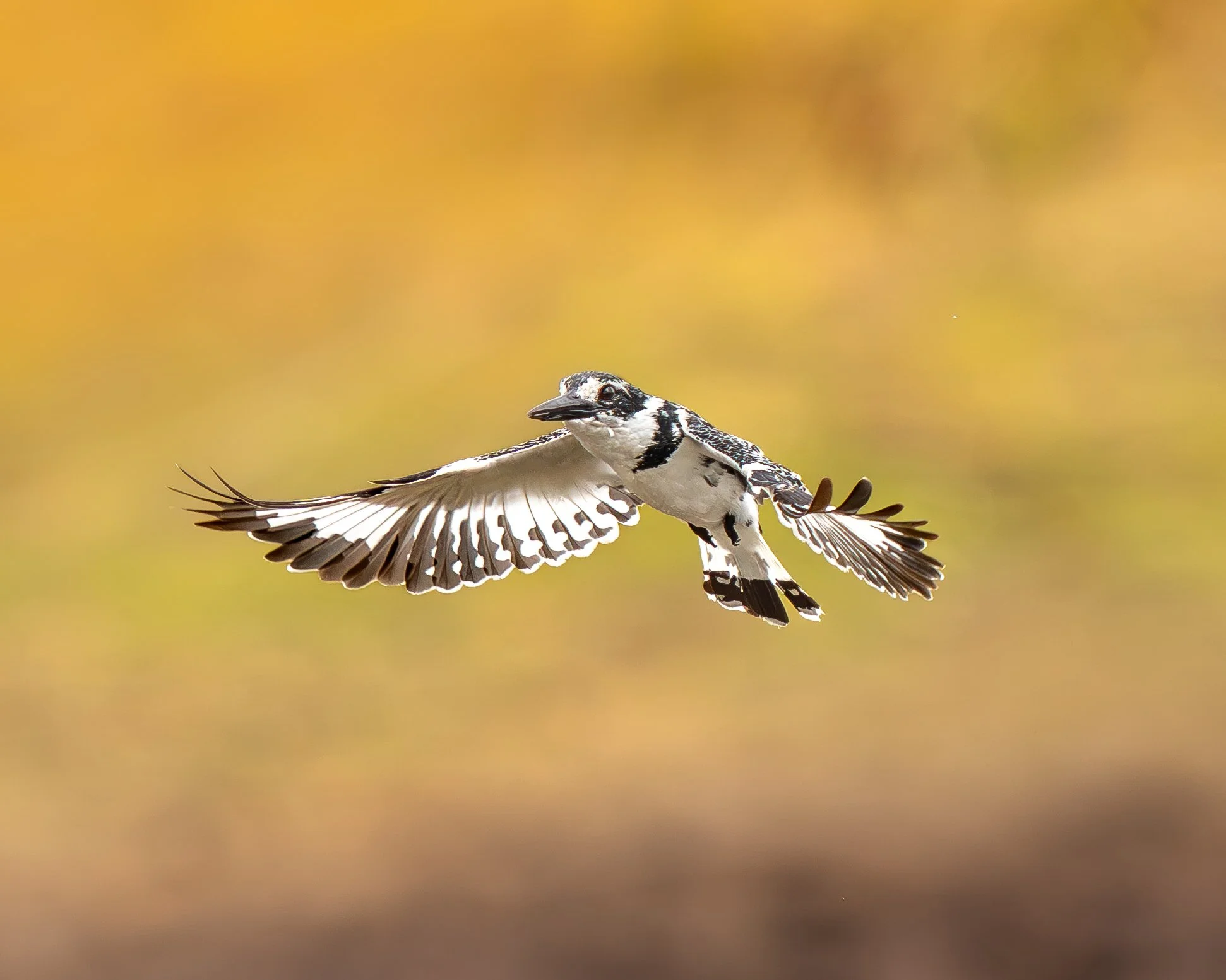 A black and white bird in flight with a yellow and blurred background.