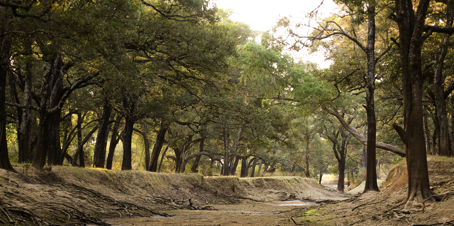 A dry creek bed surrounded by trees in a forest, with roots exposed and a slight stream of water. Safari in South Luangwa national park with Wild Selection Tours.