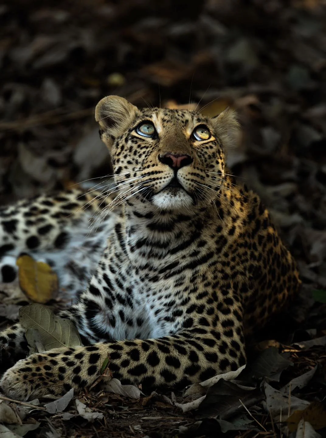 A leopard lying on a bed of fallen leaves, looking up with piercing blue eyes. Safari in South Luangwa national park with Wild Selection Tours.