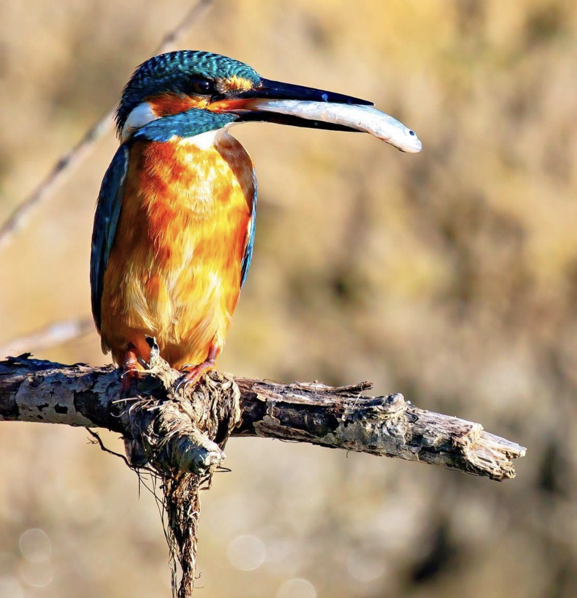 Colorful kingfisher bird perched on a branch with a fish in its beak