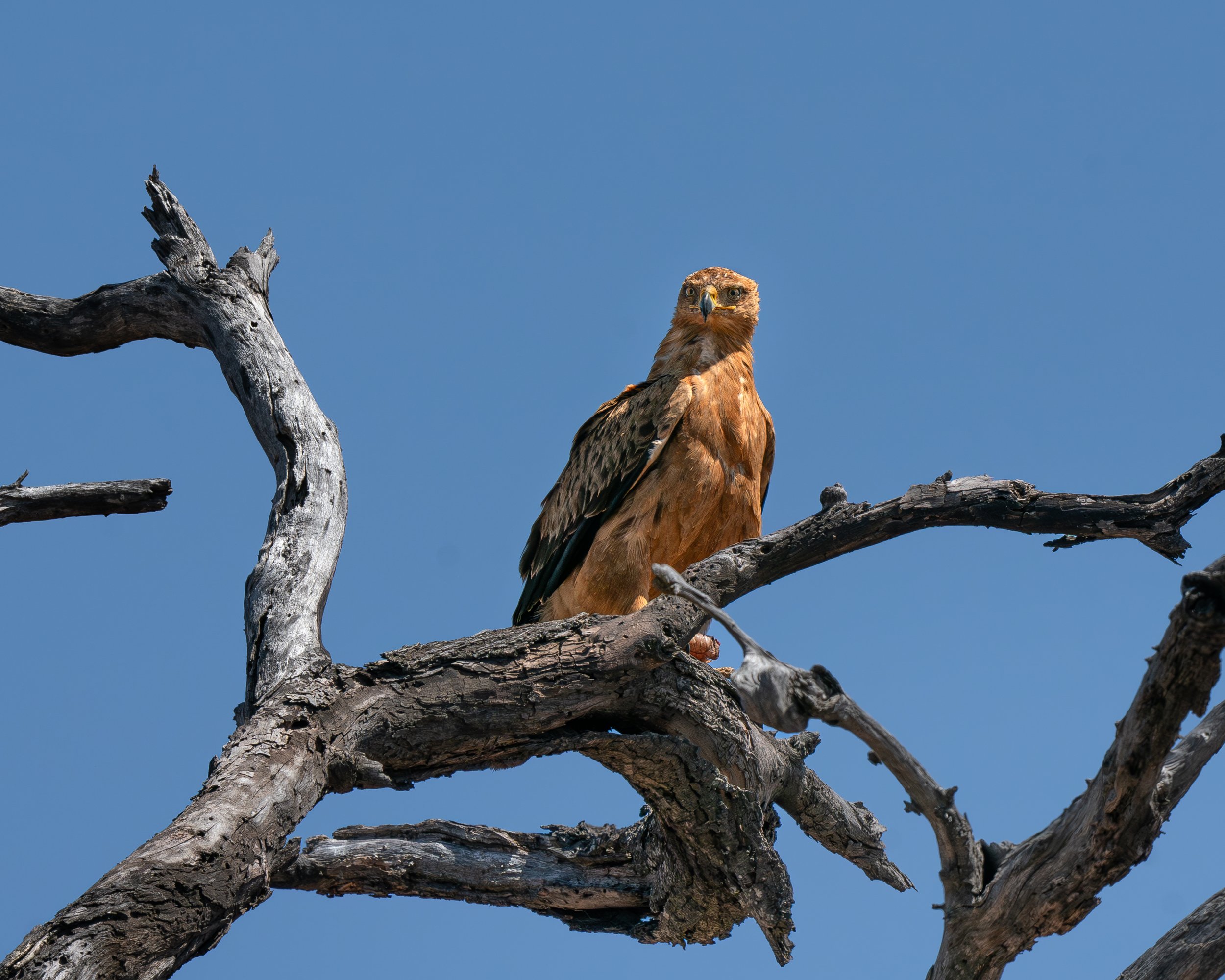 Tawny eagle perched on a bare, twisted tree branch against a clear blue sky in Krüger.