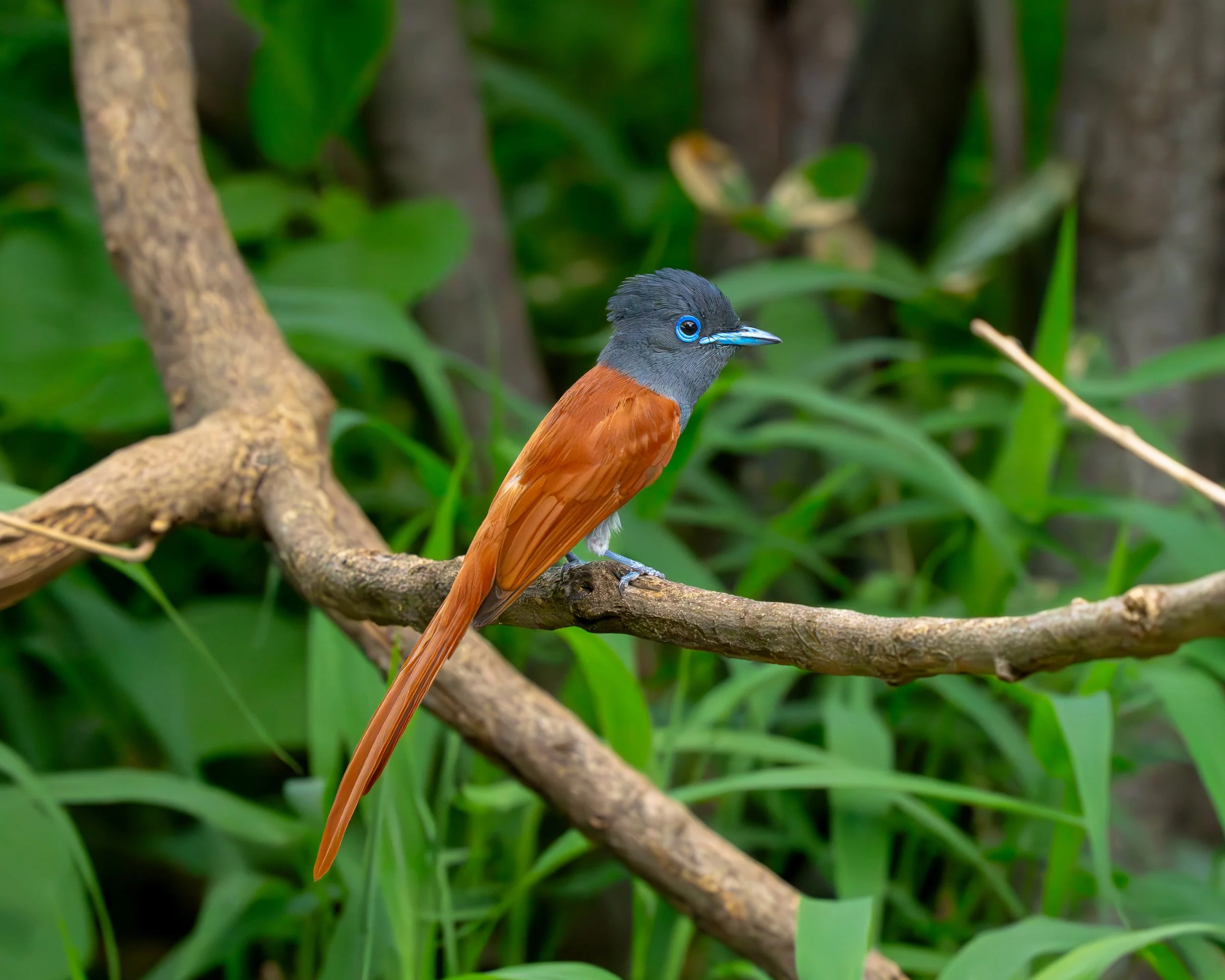 See the African paradise flycatcher in Makuleke, northern Krüger, South Africa. A bird with a dark gray head, bright blue eyes, and a long orange tail, perched on a tree branch amidst green foliage.